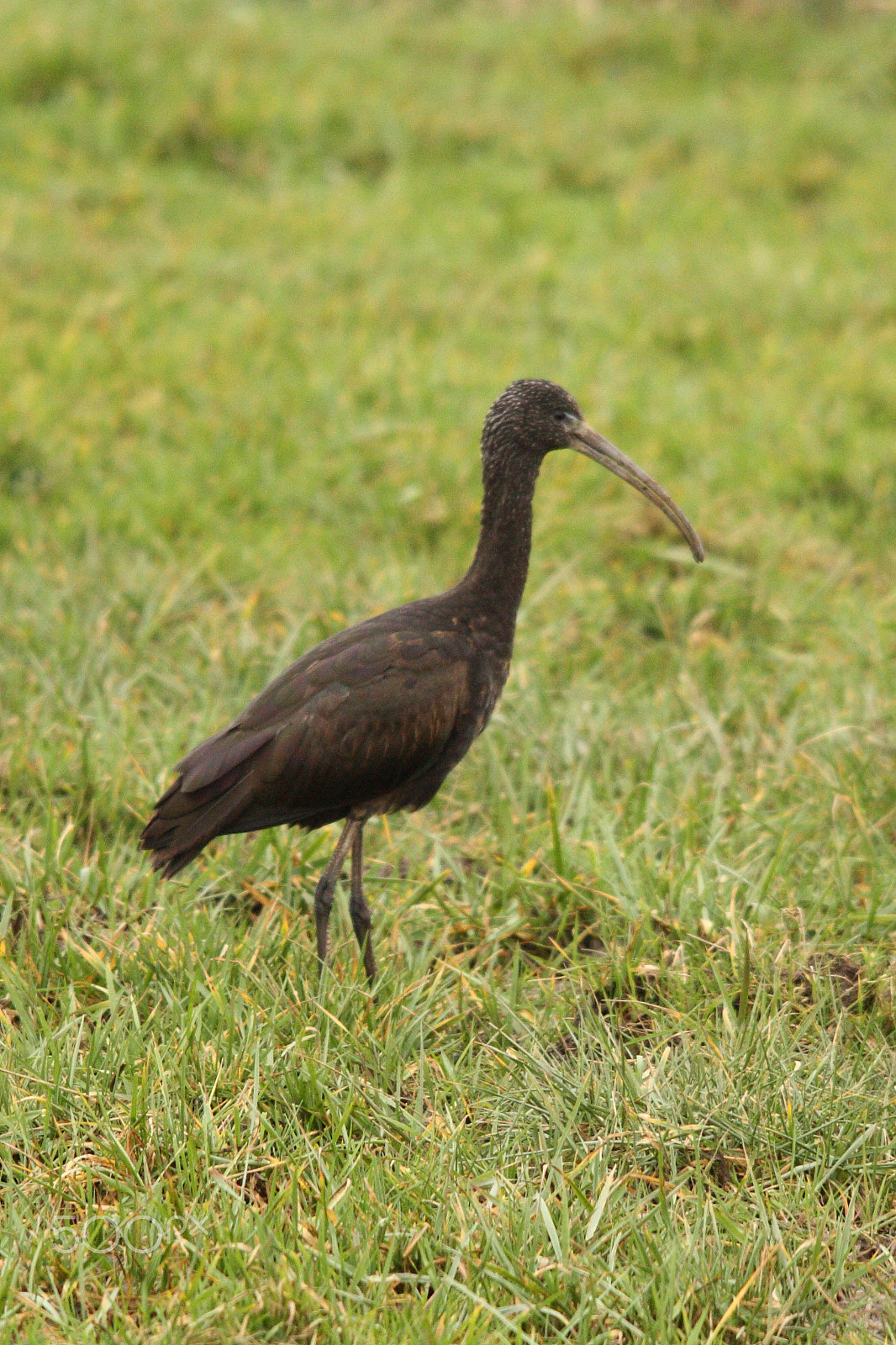 Canon EOS 450D (EOS Rebel XSi / EOS Kiss X2) + Sigma 150-500mm F5-6.3 DG OS HSM sample photo. Melanistic curlew photography