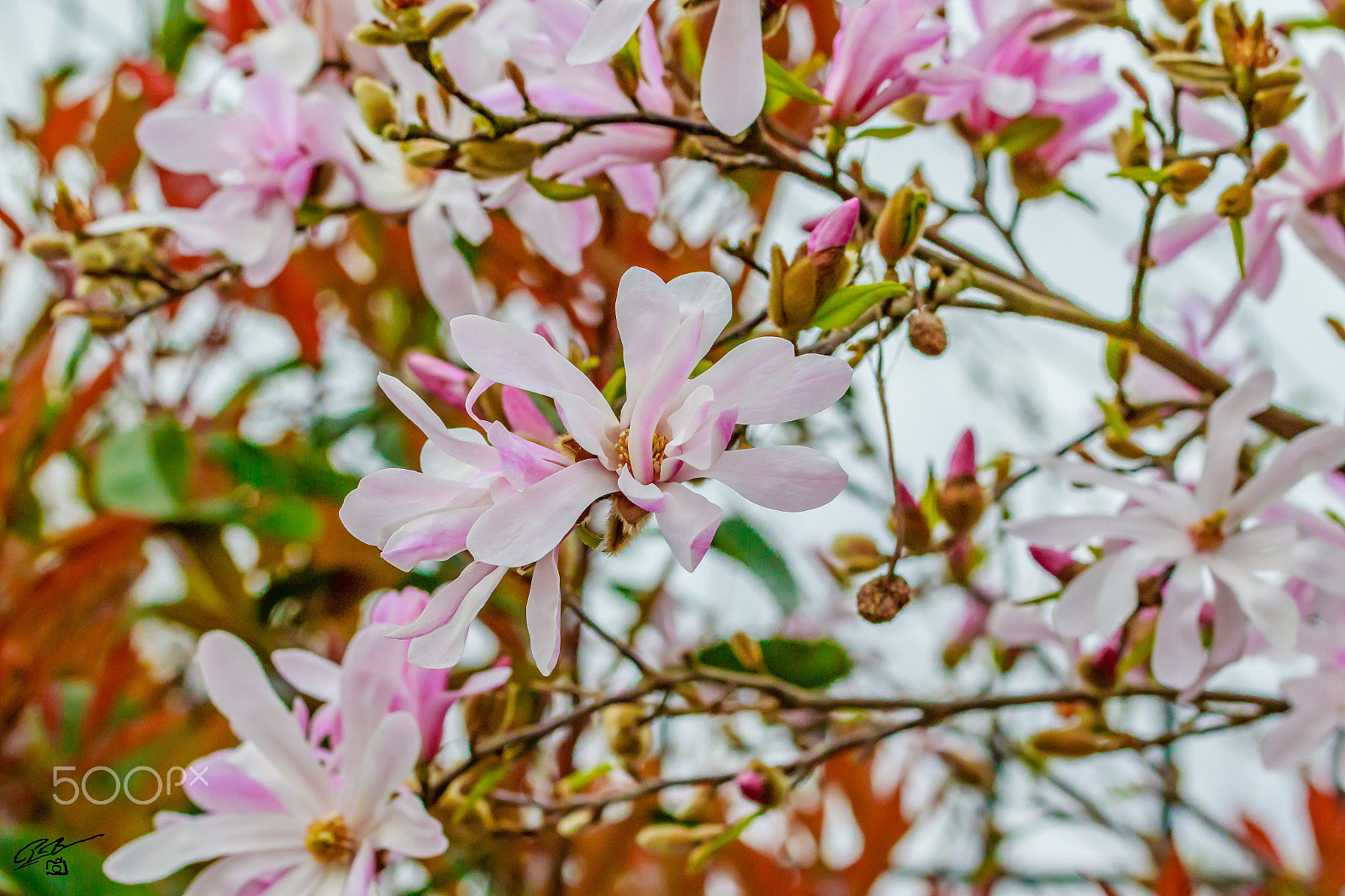 Canon EF 70-200mm F4L IS USM sample photo. Flower photography