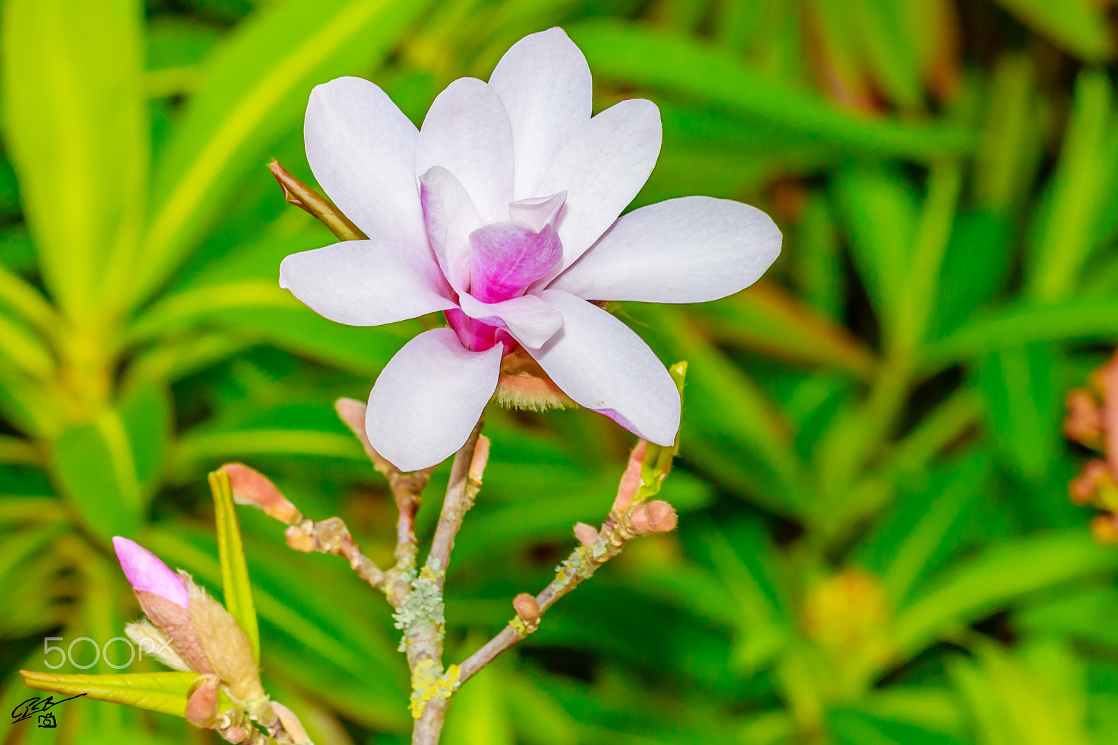 Canon EF 70-200mm F4L IS USM sample photo. Flower photography