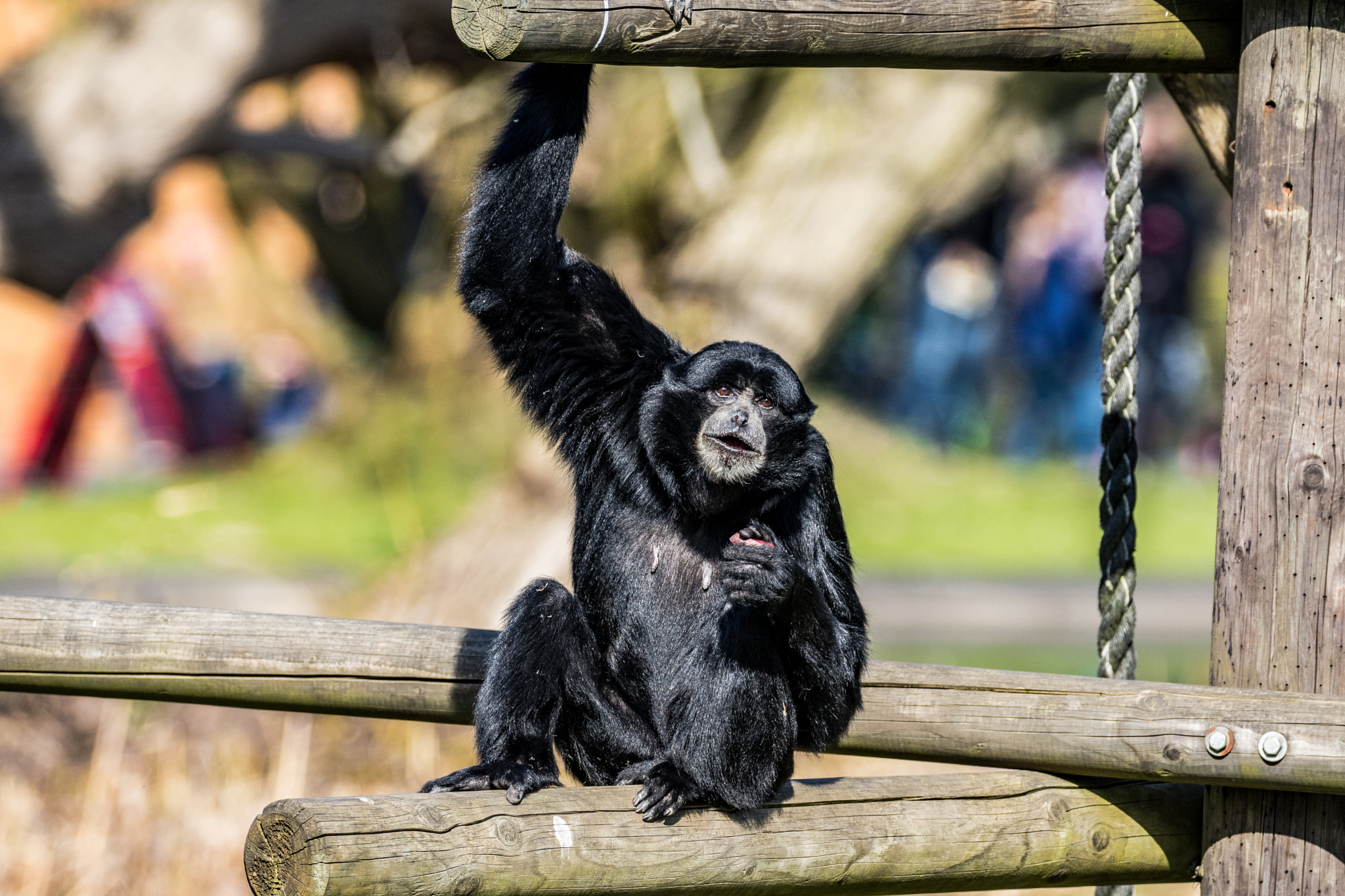 Nikon D7200 + Sigma 150-600mm F5-6.3 DG OS HSM | C sample photo. Monkey photography