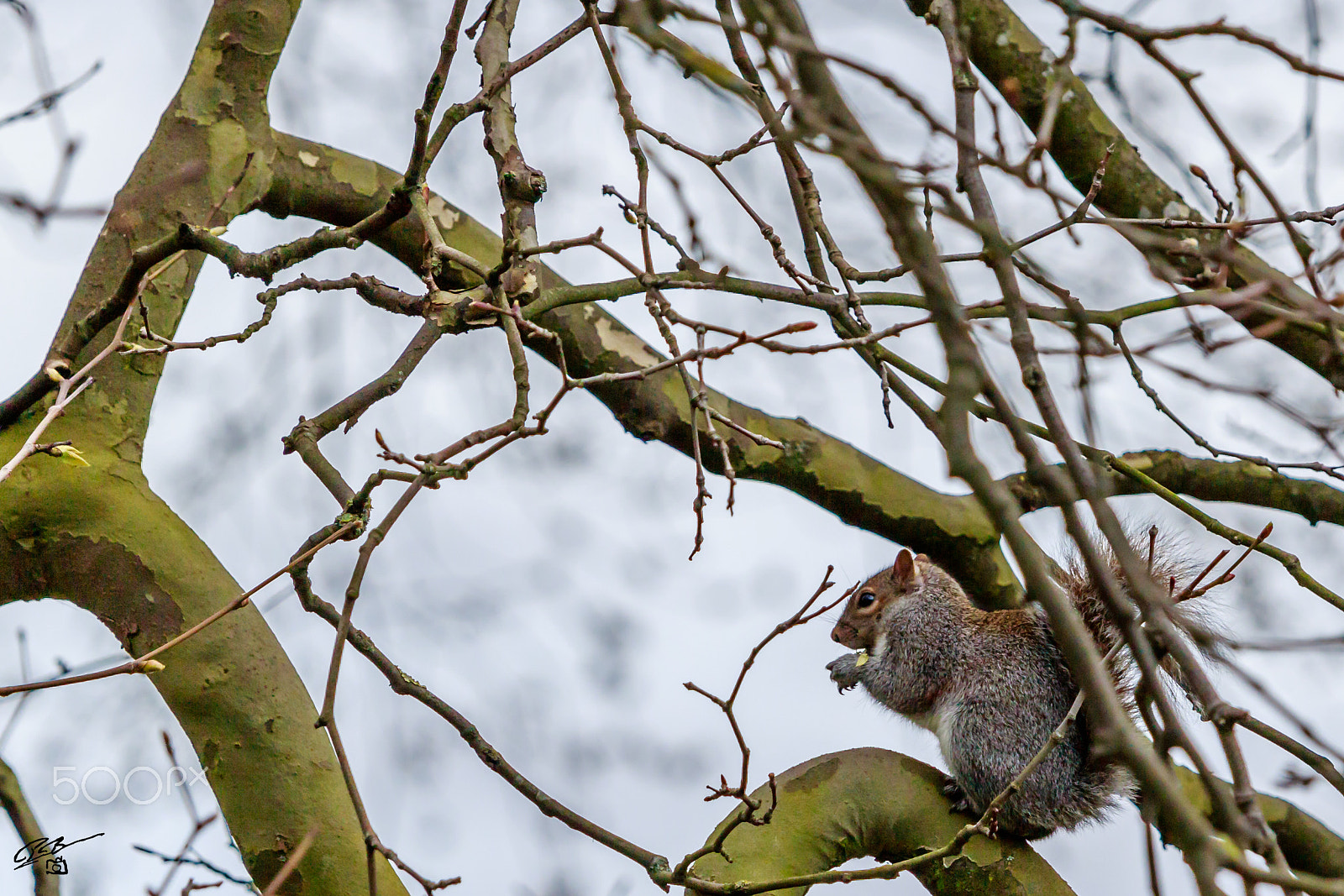 Canon EF 70-200mm F4L IS USM sample photo. Squirille photography