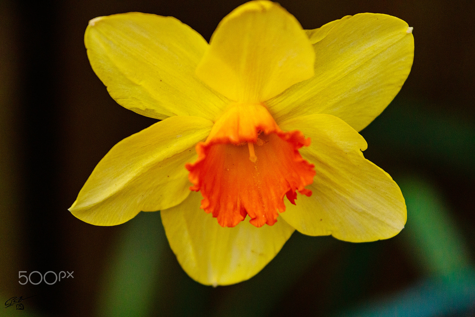 Canon EF 70-200mm F4L IS USM sample photo. Flower photography