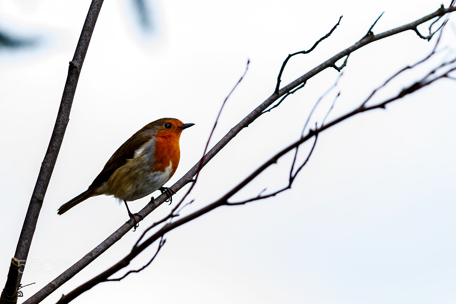 Canon EF 70-200mm F4L IS USM sample photo. Robin photography