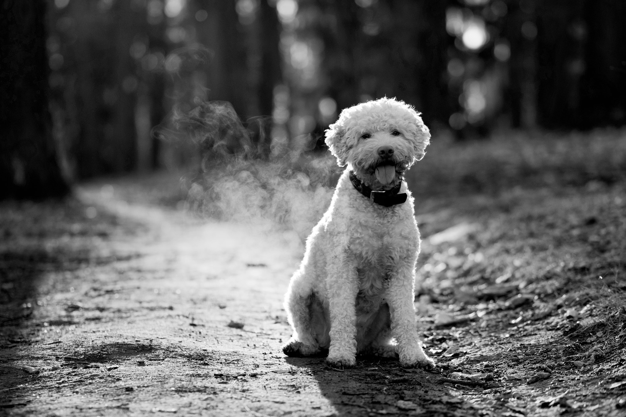 Fujifilm X-T2 + Fujifilm XF 90mm F2 R LM WR sample photo. Mike photography