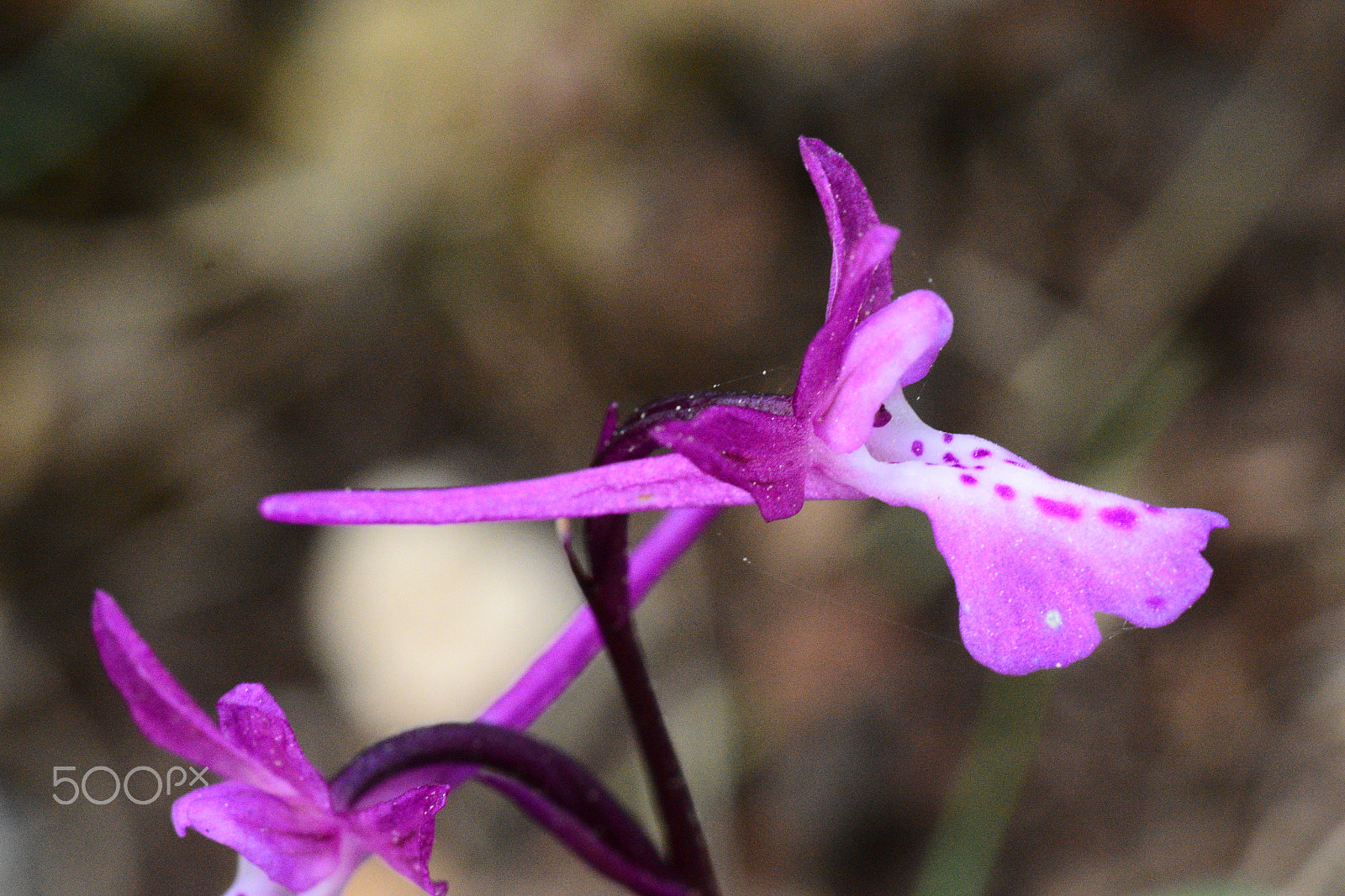 Nikon AF-S Micro-Nikkor 105mm F2.8G IF-ED VR sample photo