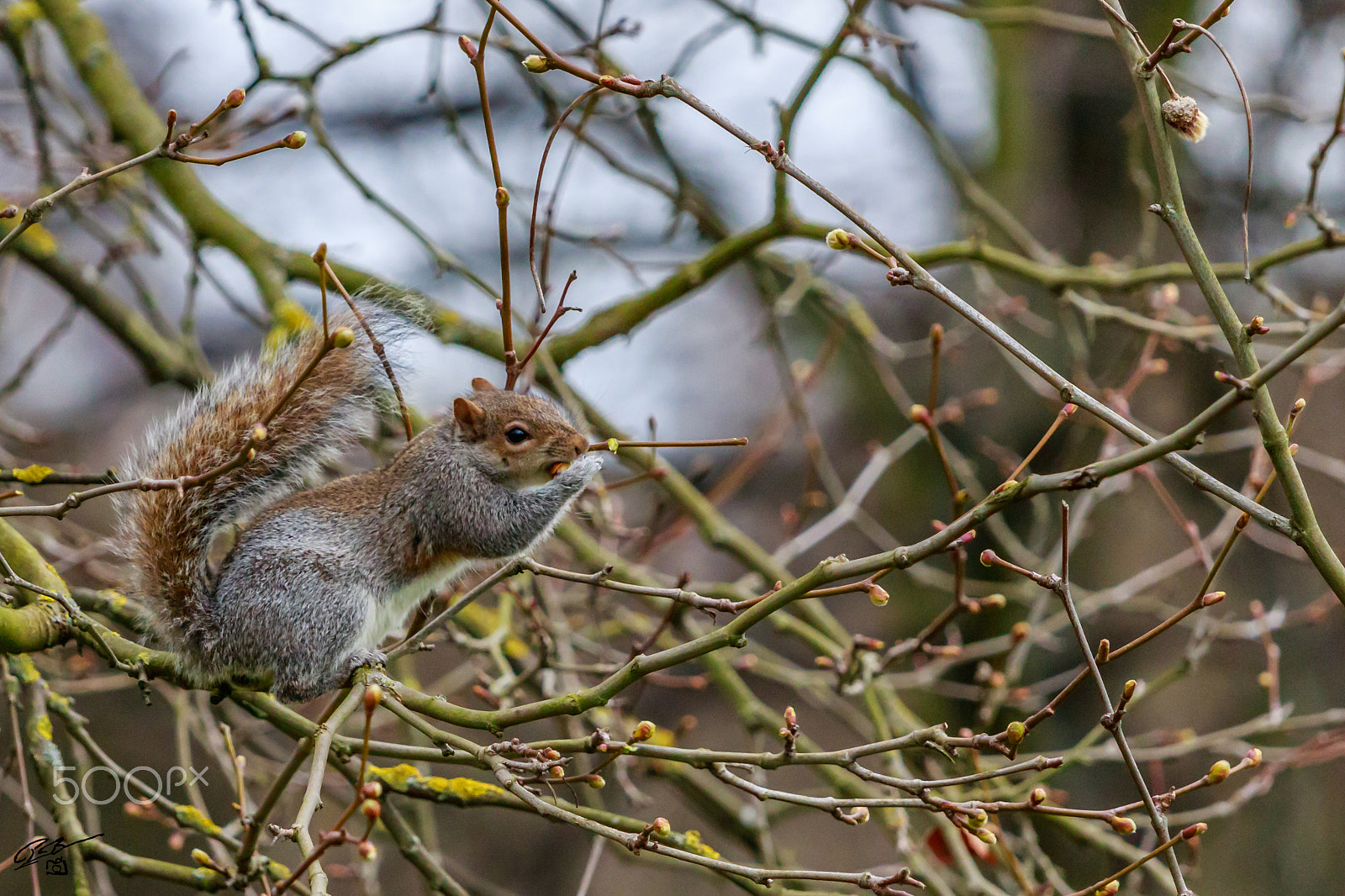 Canon EF 70-200mm F4L IS USM sample photo. Squirille photography