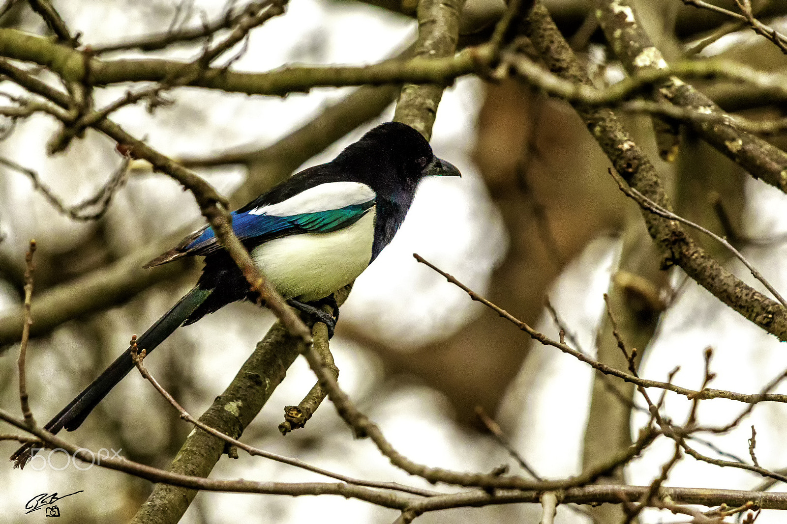 Canon EF 70-200mm F4L IS USM sample photo. Magpie photography