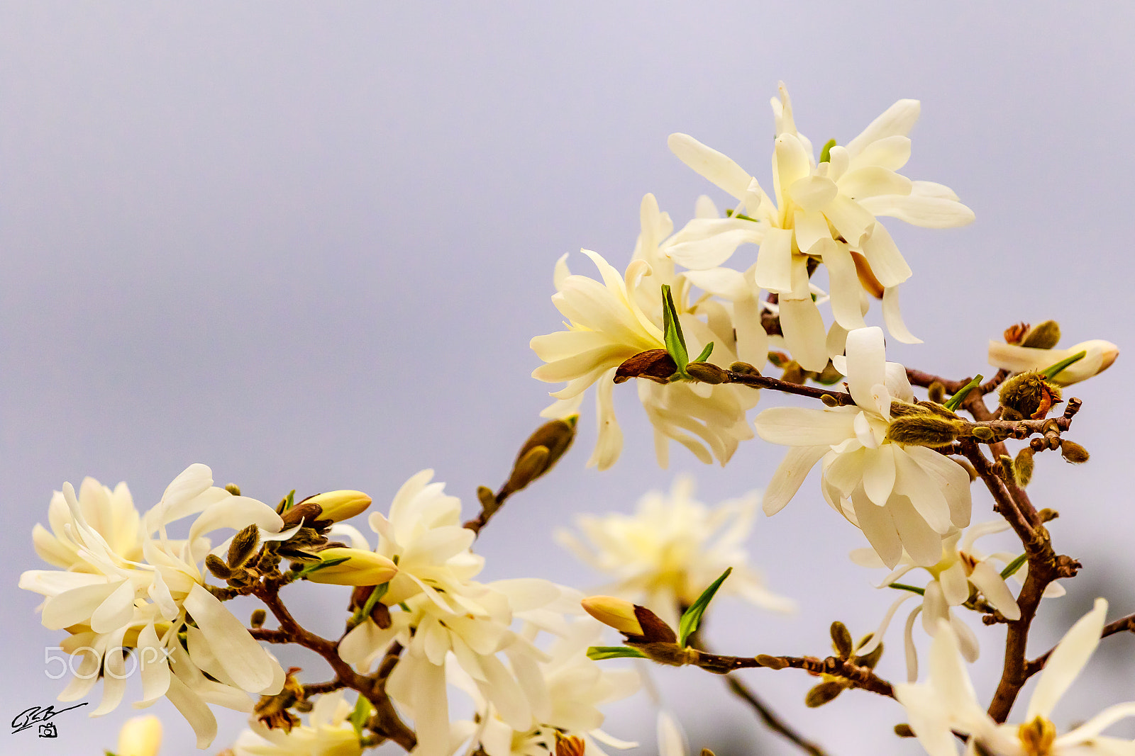 Canon EF 70-200mm F4L IS USM sample photo. Flower photography