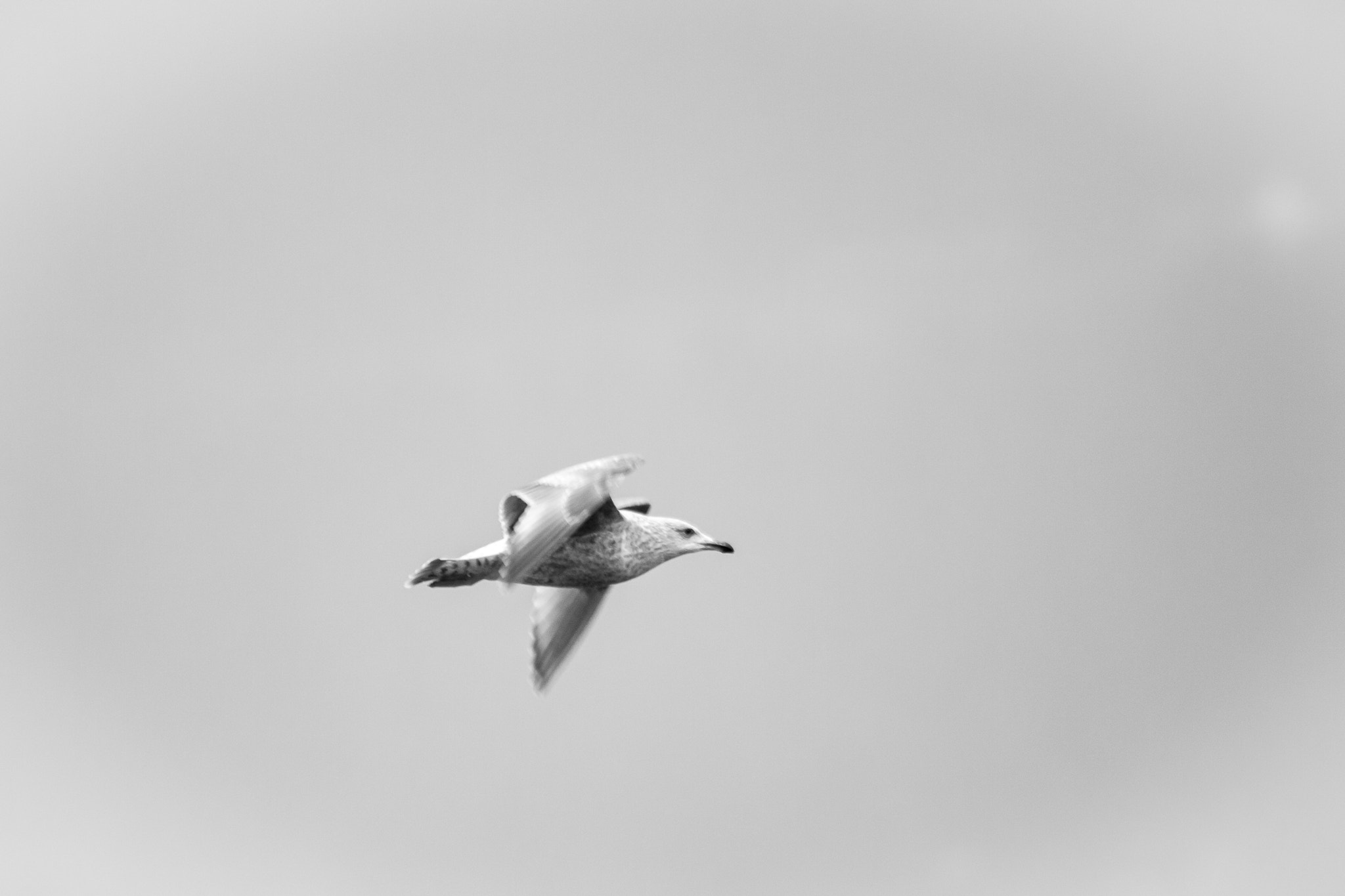 Canon EOS 50D sample photo. Fly bird photography