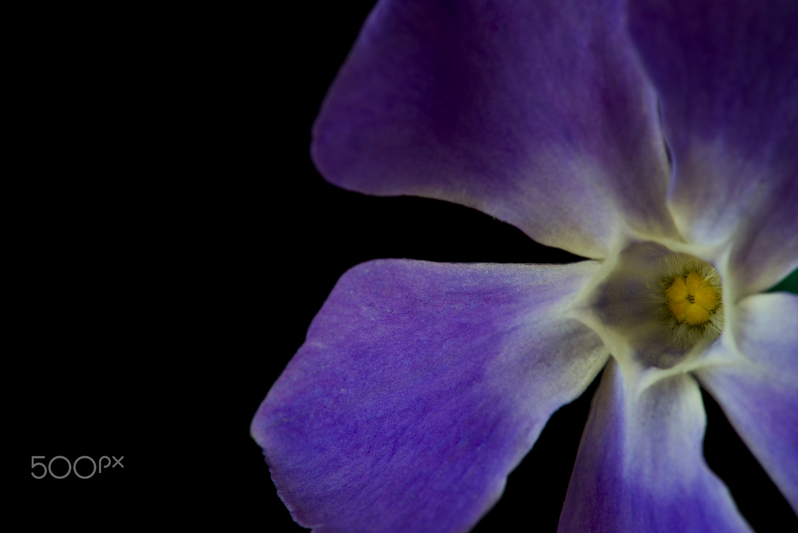 Nikon AF-S Micro-Nikkor 105mm F2.8G IF-ED VR sample photo. Flower photography