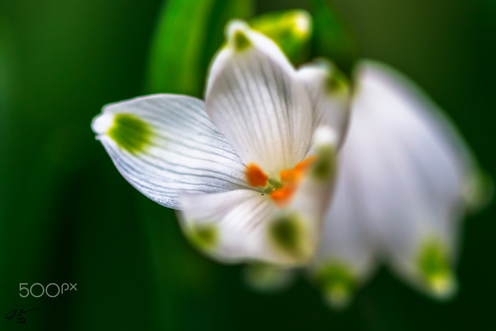 Canon EF 100mm F2.8 Macro USM sample photo. Flower photography