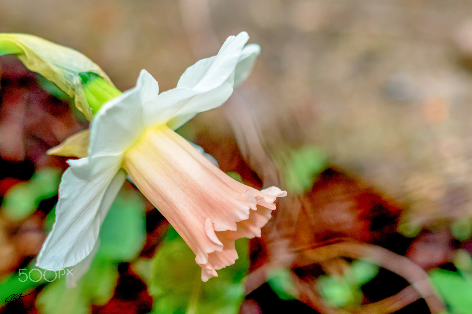 Canon EF 100mm F2.8 Macro USM sample photo. Flower photography