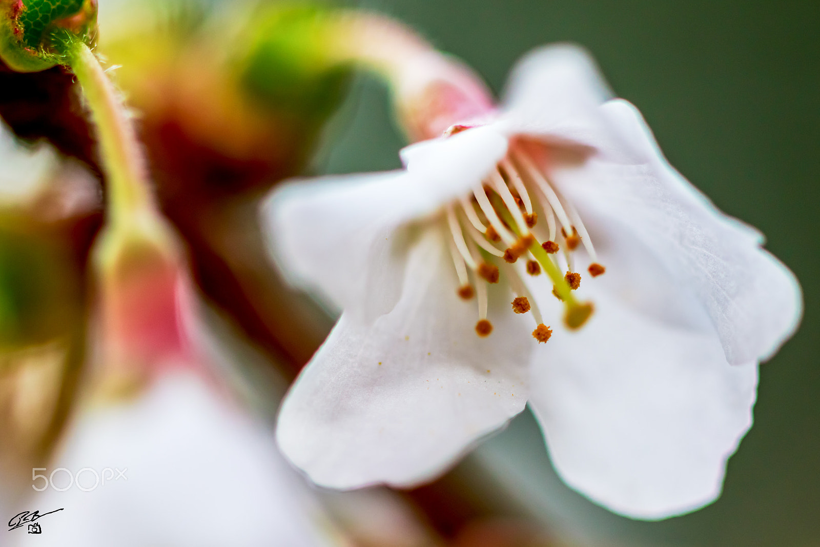 Canon EF 100mm F2.8 Macro USM sample photo. Flower photography