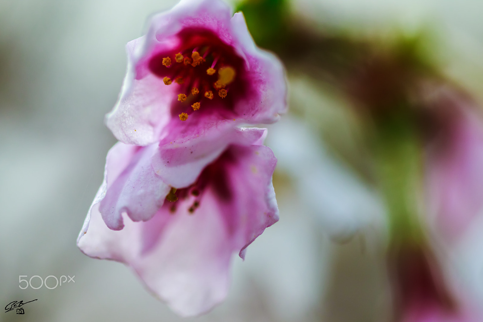 Canon EF 100mm F2.8 Macro USM sample photo. Flower photography