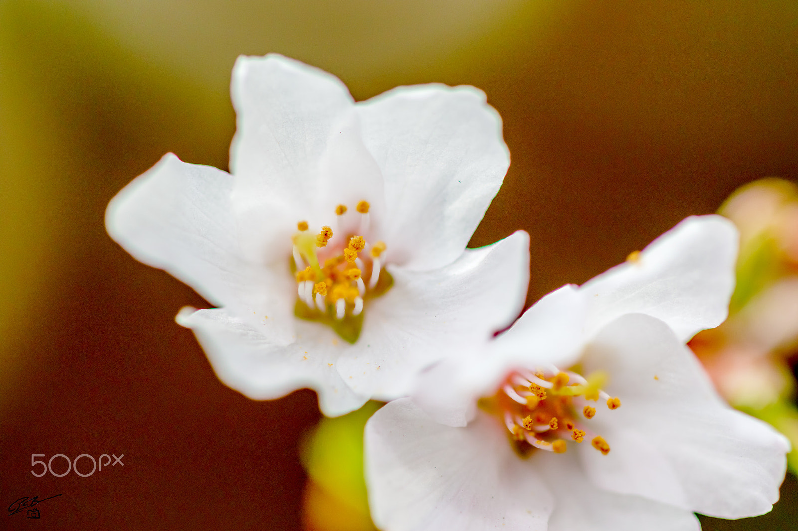Canon EF 100mm F2.8 Macro USM sample photo. Flower photography