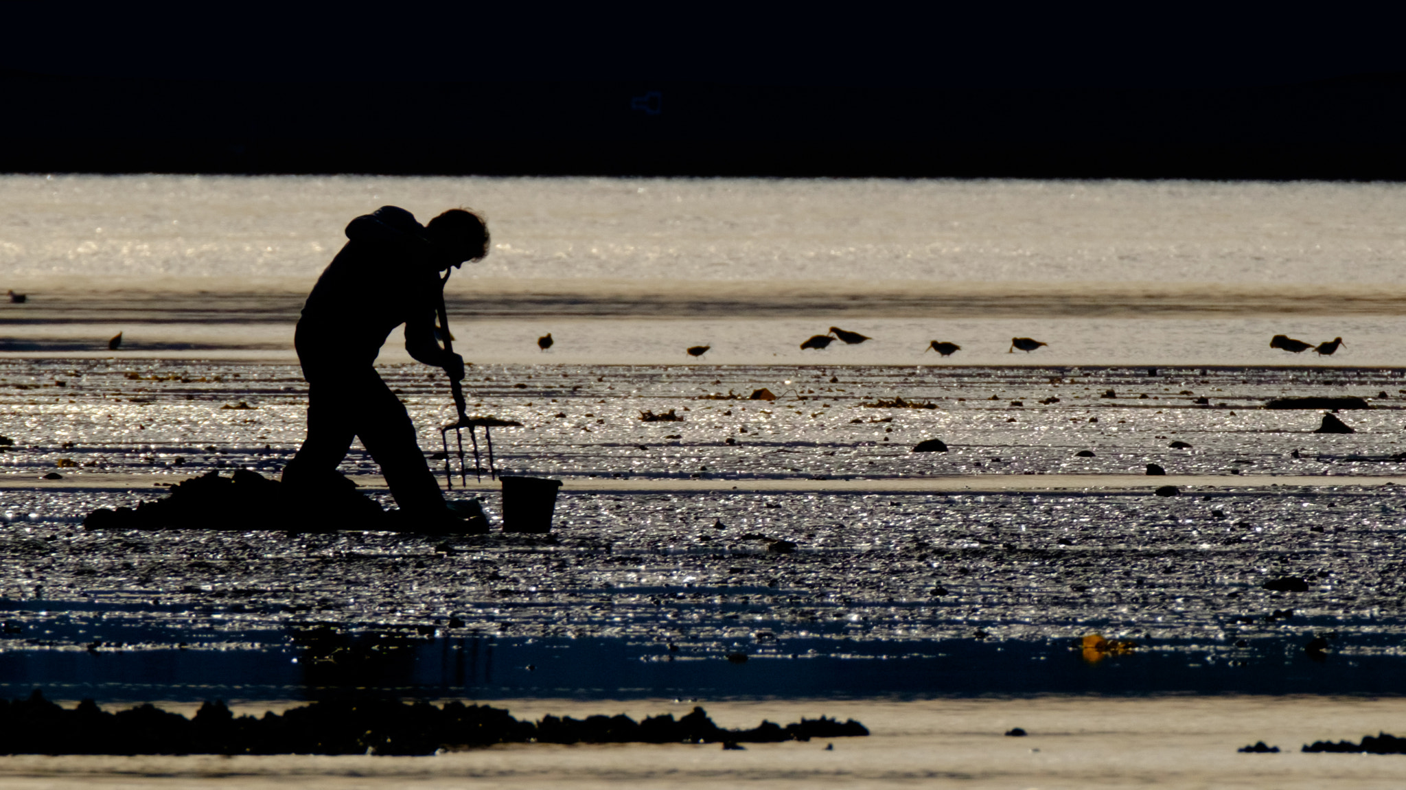 XF100-400mmF4.5-5.6 R LM OIS WR + 1.4x sample photo. Bait digger belfast lough photography