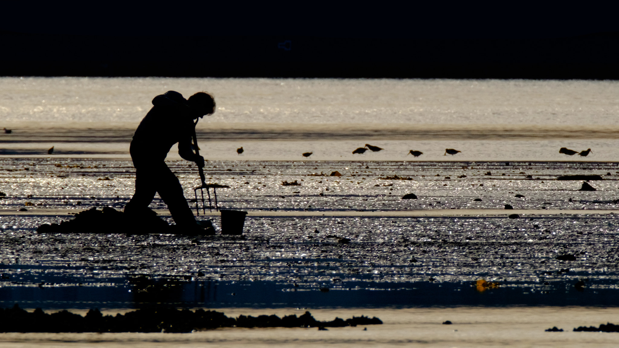 Fujifilm X-T1 sample photo. Bait digger belfast lough photography