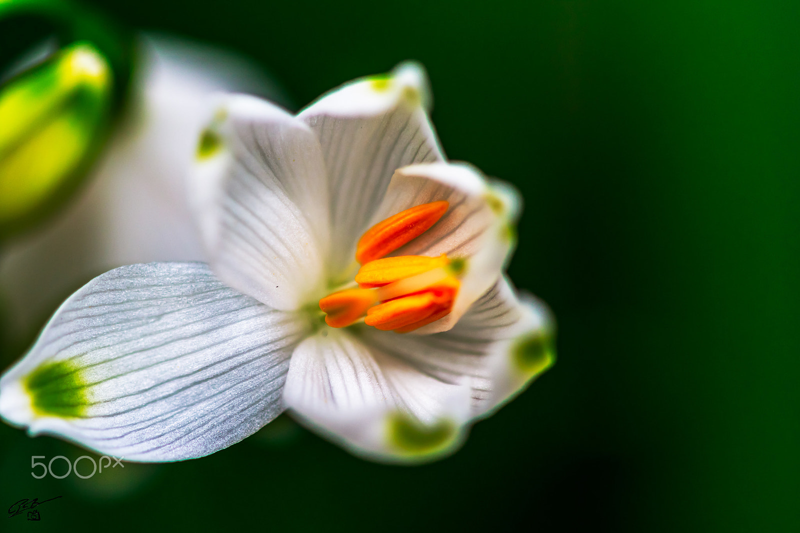 Canon EF 100mm F2.8 Macro USM sample photo. Flower photography