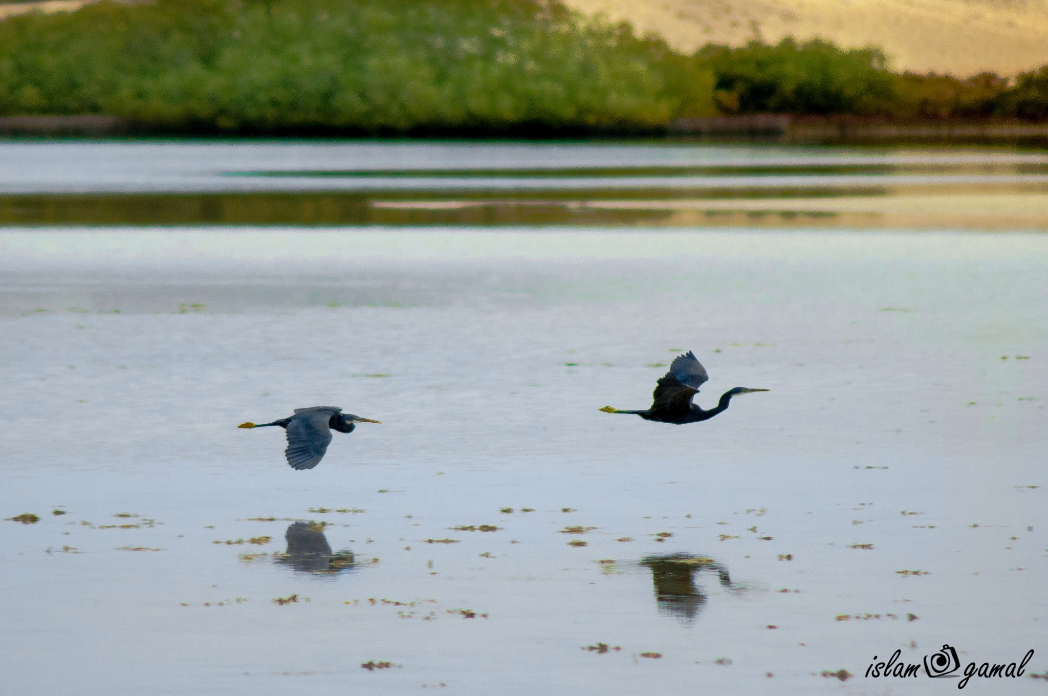 Nikon D5000 sample photo. Fly photography