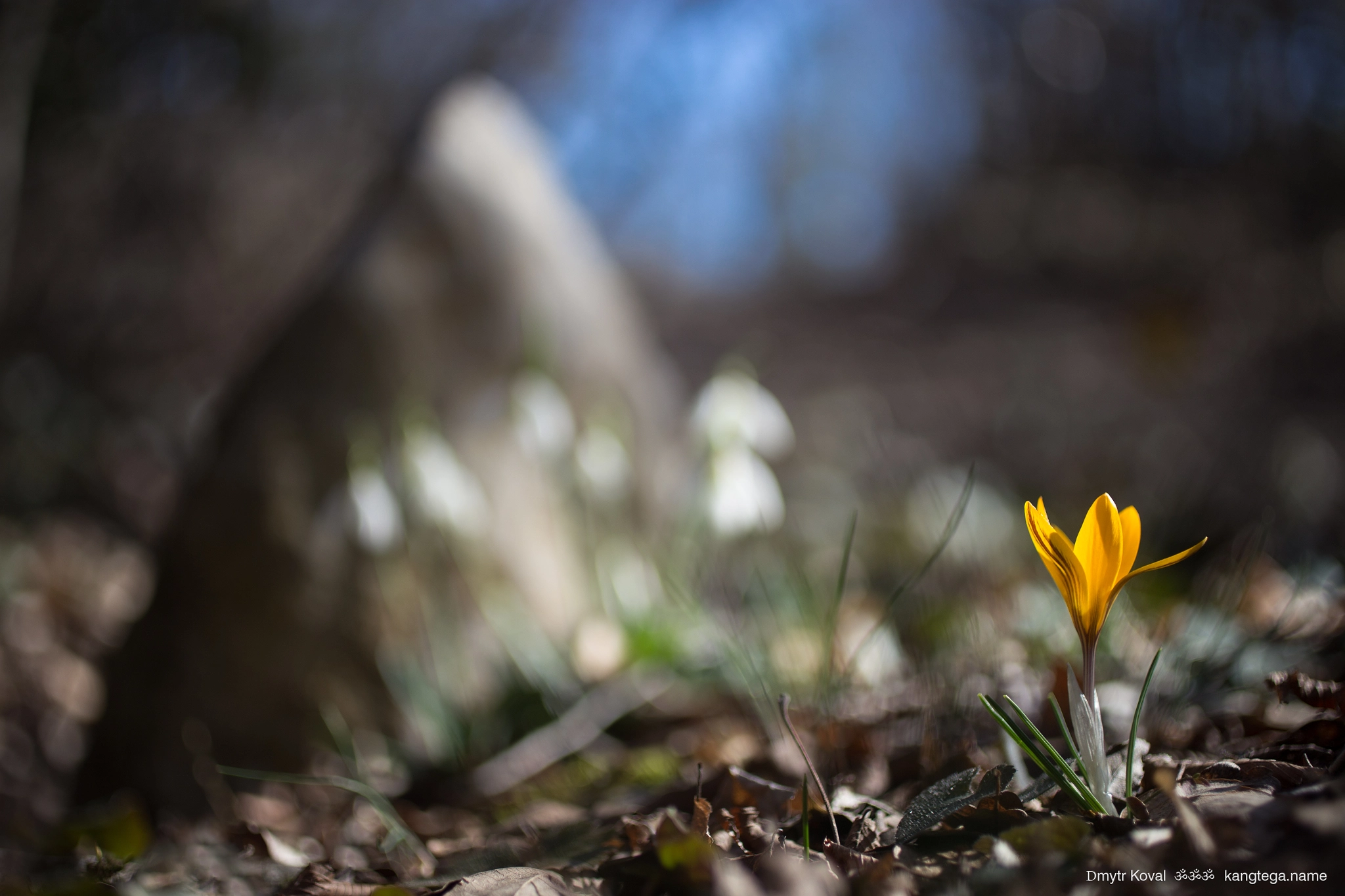 Canon EF 50mm F2.5 Macro sample photo. Forest sacrament photography