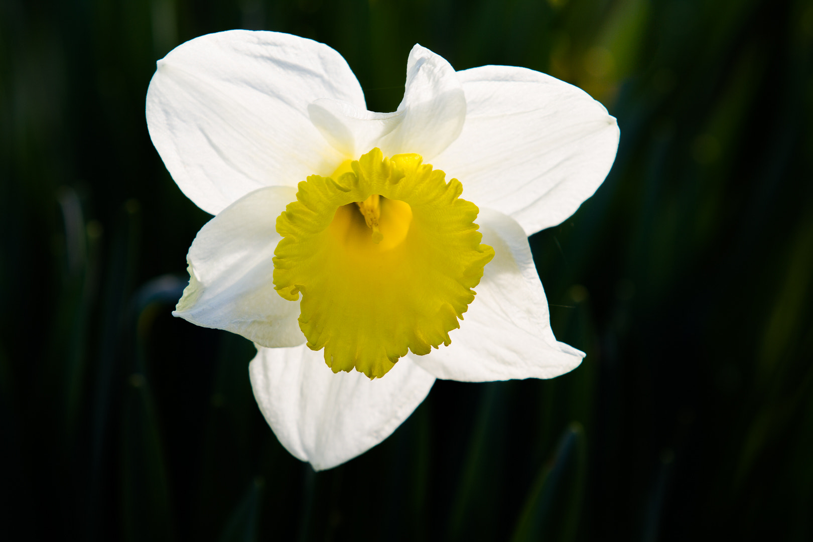 Canon EOS 7D sample photo. Narcissus photography