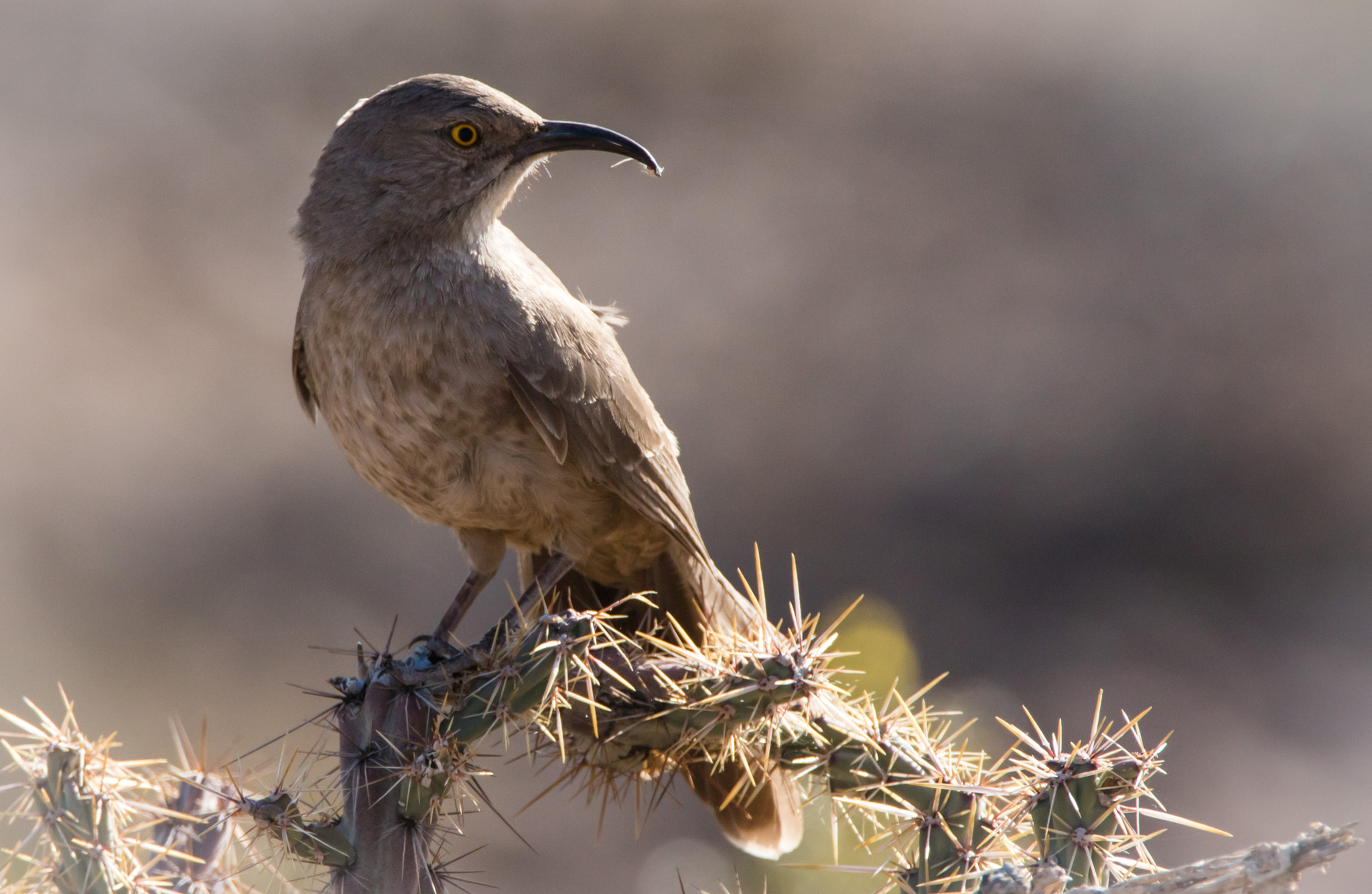 Tamron SP 150-600mm F5-6.3 Di VC USD sample photo. Curved bill thrasher photography