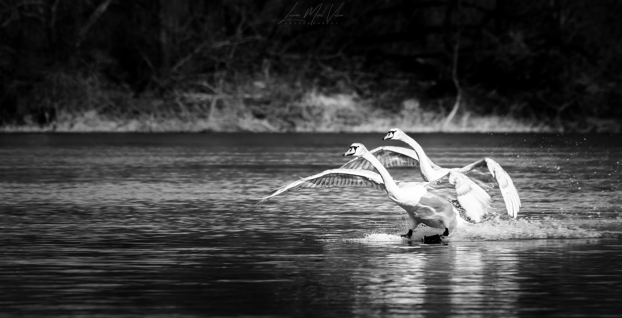 Canon EF 70-300mm F4-5.6 IS USM sample photo. If you love nature you`ll find beauty everywhere photography