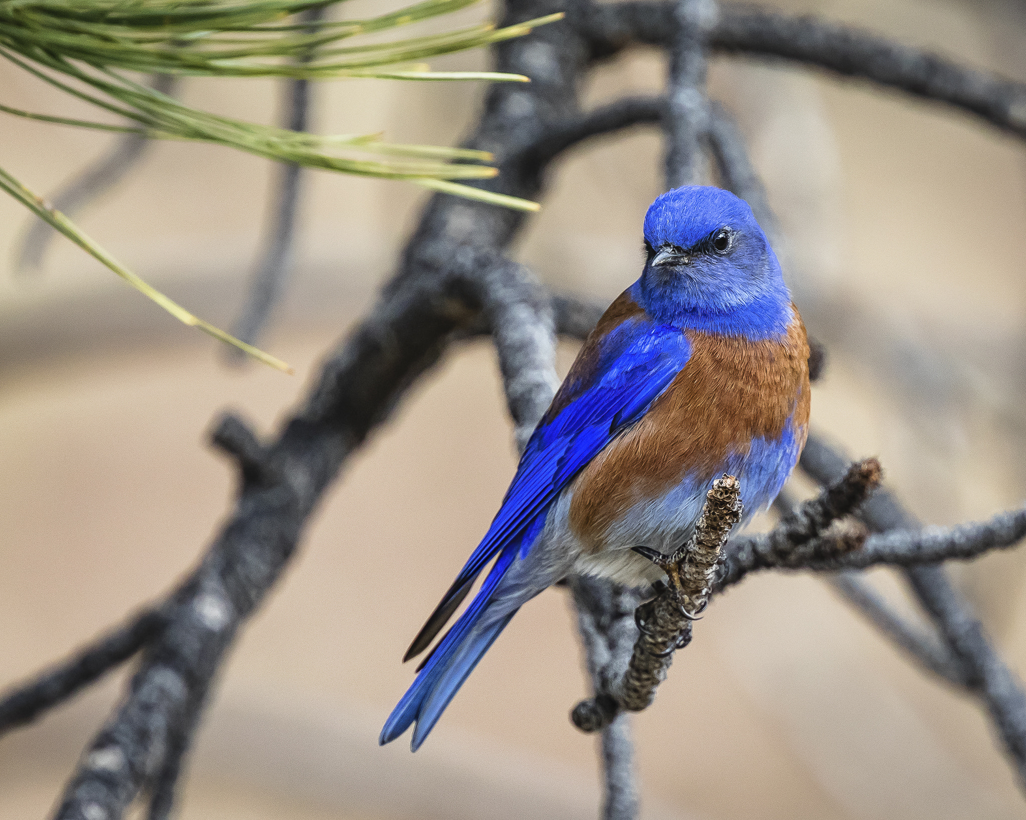 Canon EOS 5D Mark IV sample photo. Western bluebird, male photography