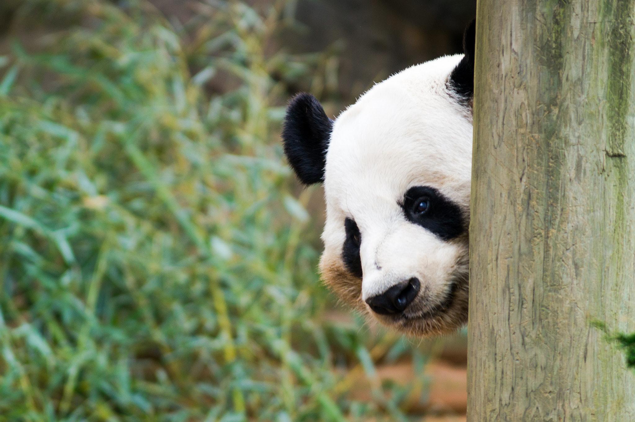Sony SLT-A57 sample photo. Panda at the atlanta zoo (2) photography