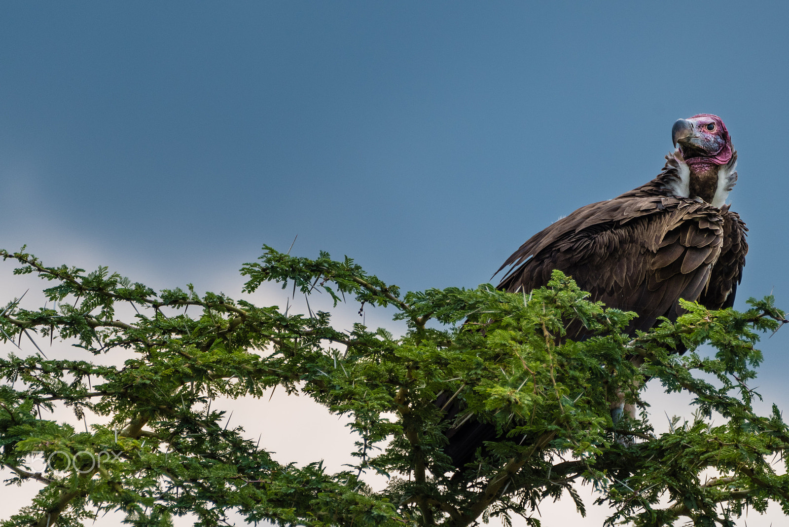 Nikon D750 + Tamron SP 150-600mm F5-6.3 Di VC USD sample photo. Vulture in the ngorongoro crater photography