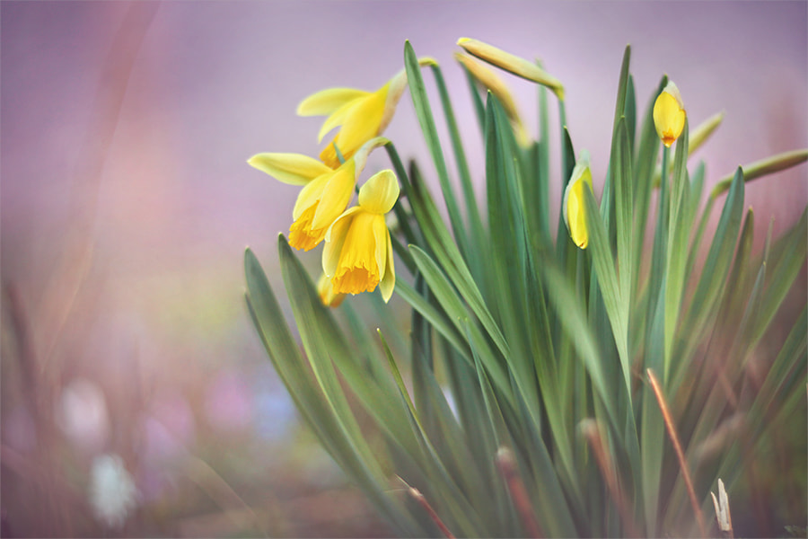 Canon EF 35-80mm f/4-5.6 sample photo. *** photography