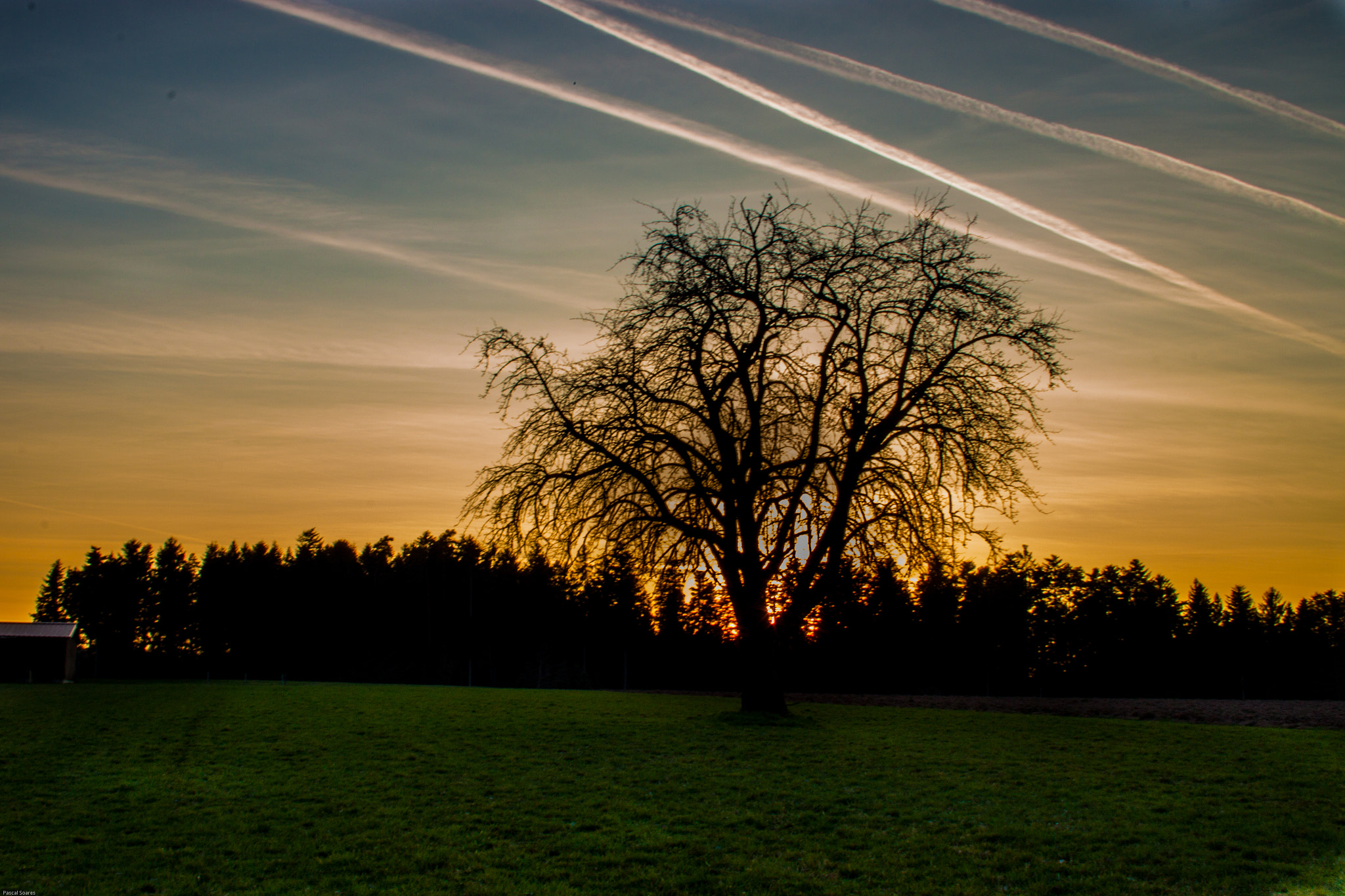 Canon EF-S 18-55mm F3.5-5.6 II sample photo. Tree in the sunset photography