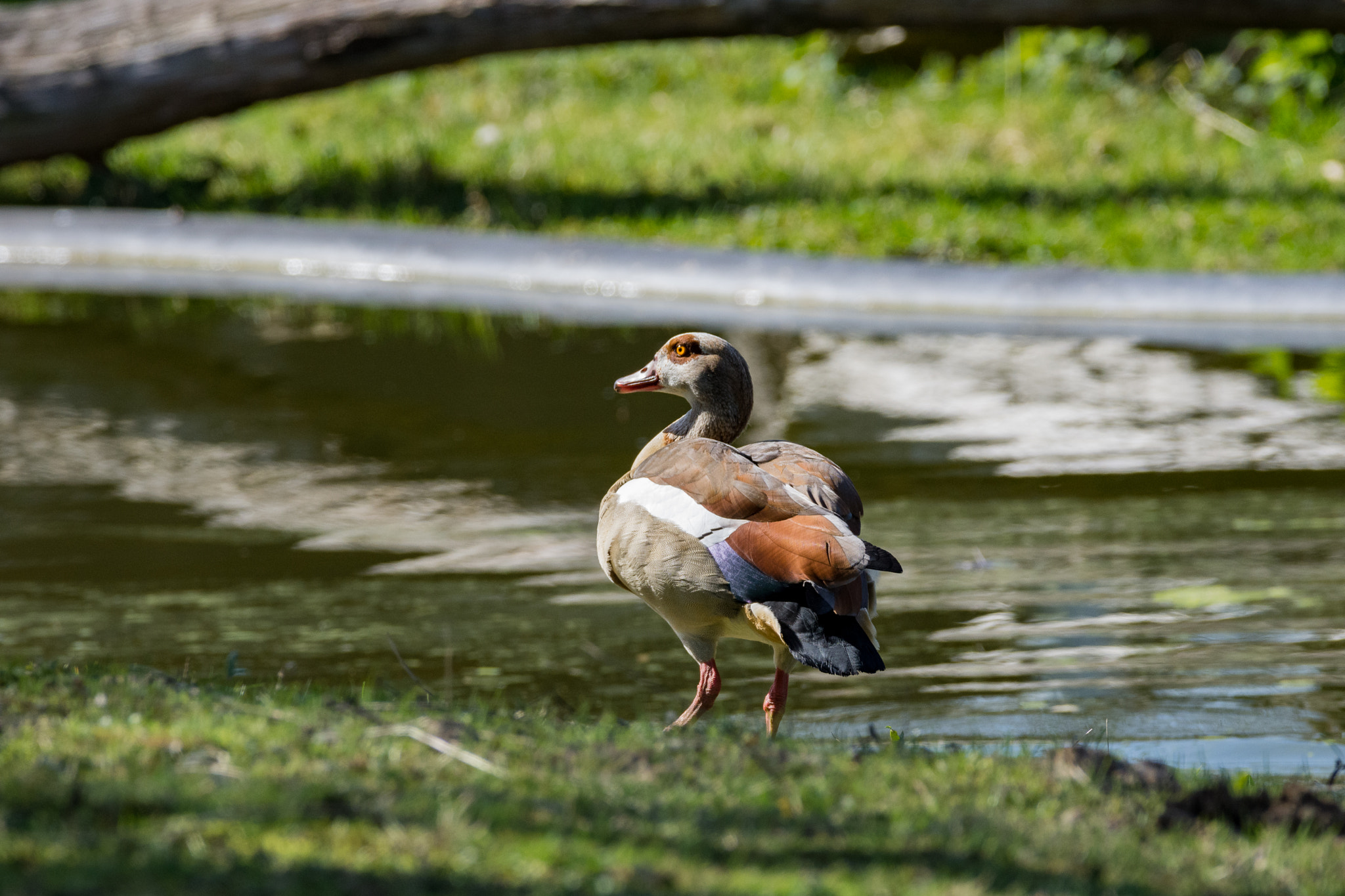 Nikon D7200 + Sigma 150-600mm F5-6.3 DG OS HSM | C sample photo. Pretty goose photography