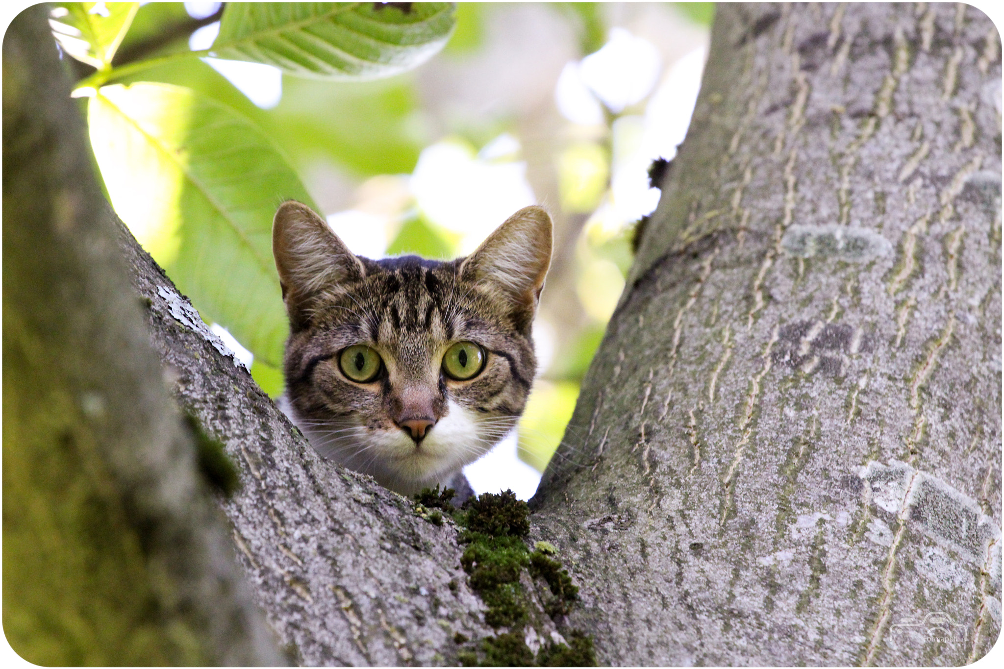 Canon EOS 1200D (EOS Rebel T5 / EOS Kiss X70 / EOS Hi) sample photo. Petit chat photography