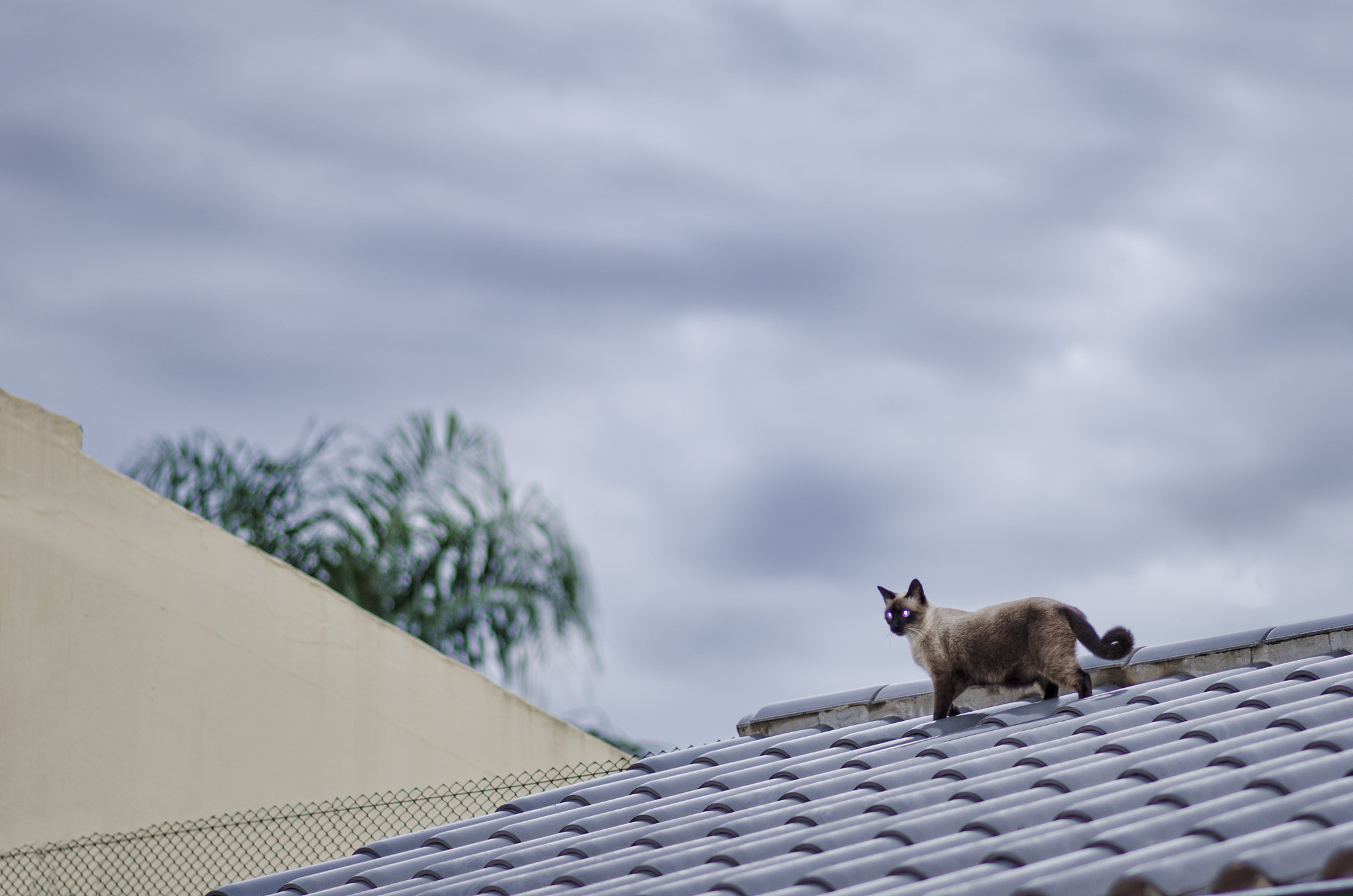 Nikon D7000 sample photo. El gato en el tejado photography