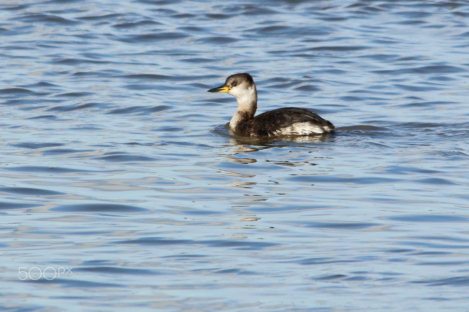 Sigma 150-500mm F5-6.3 DG OS HSM sample photo. Red-necked grebe photography