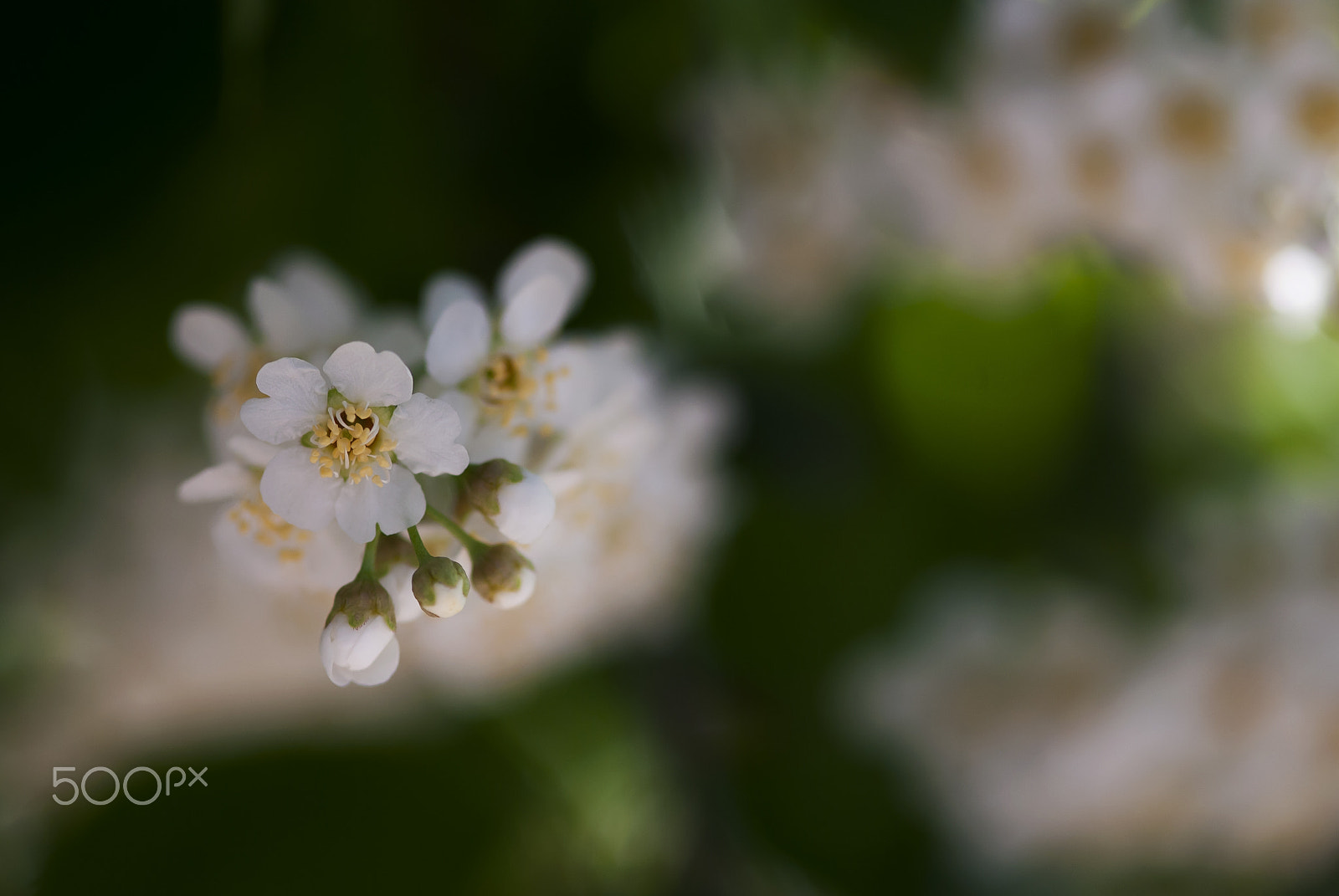 Nikon D60 sample photo. Choke cherry flowers photography