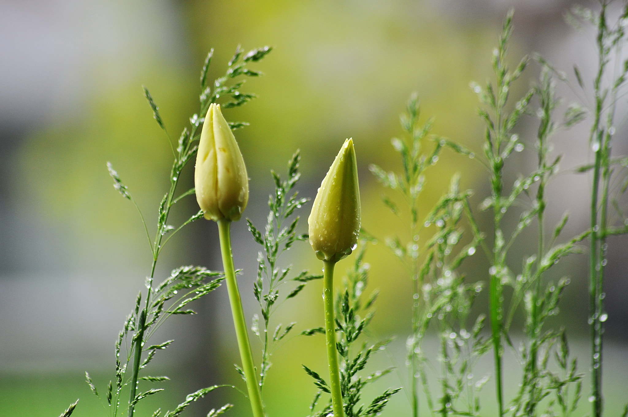 Nikon D90 + Sigma 70-300mm F4-5.6 APO Macro Super II sample photo. Dsc photography