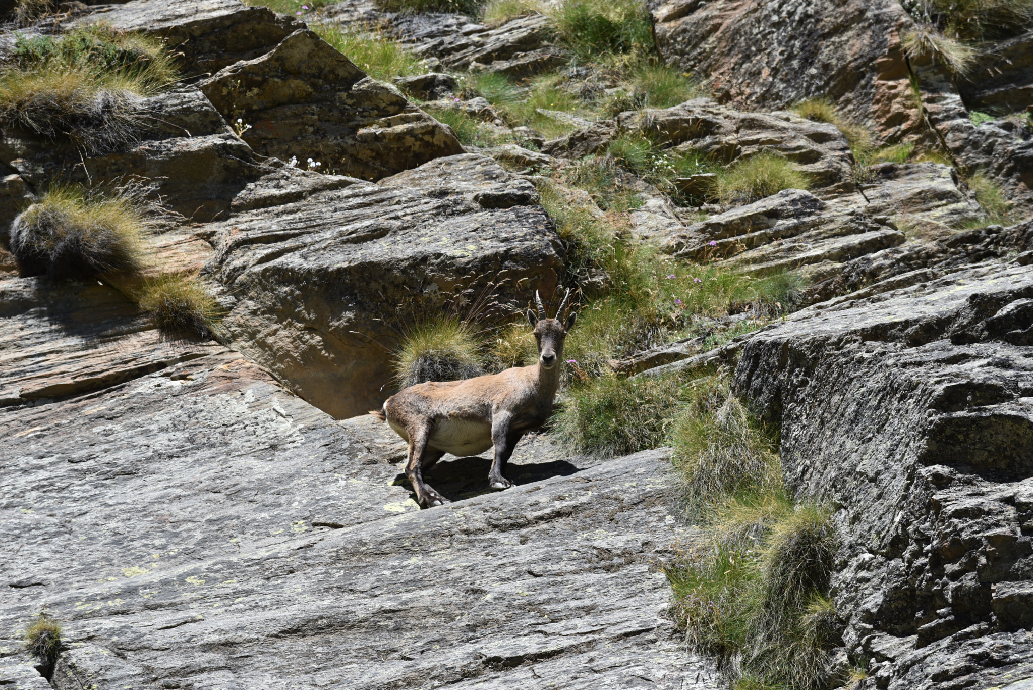 Nikon D750 + Nikon AF-S Nikkor 70-200mm F4G ED VR sample photo. Chamois on the rocks photography