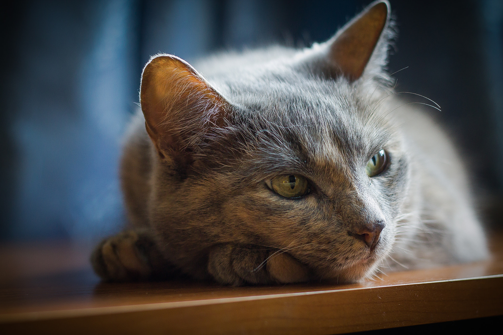 Canon EOS 1100D (EOS Rebel T3 / EOS Kiss X50) + Canon EF 50mm F1.8 II sample photo. Gorgeous cat. photography