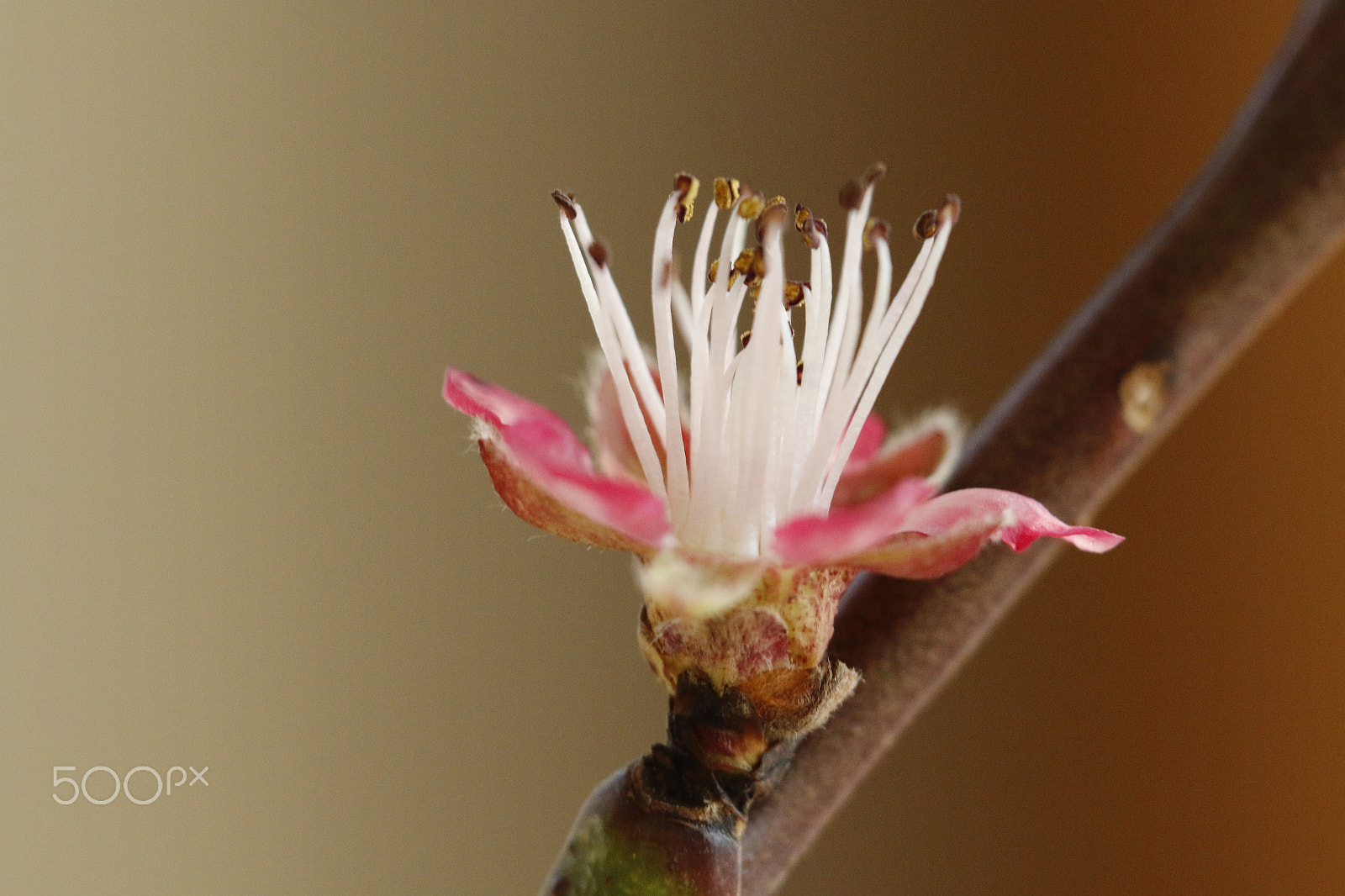 Sigma APO Macro 180mm F2.8 EX DG OS HSM sample photo. Peach blossom in macro photography