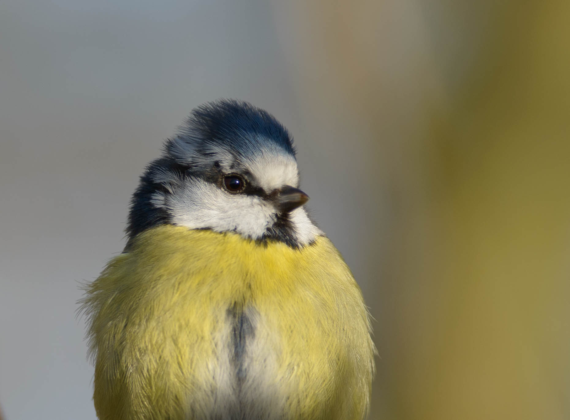 AF-S Nikkor 300mm f/2.8D IF-ED II sample photo. Blue tit photography