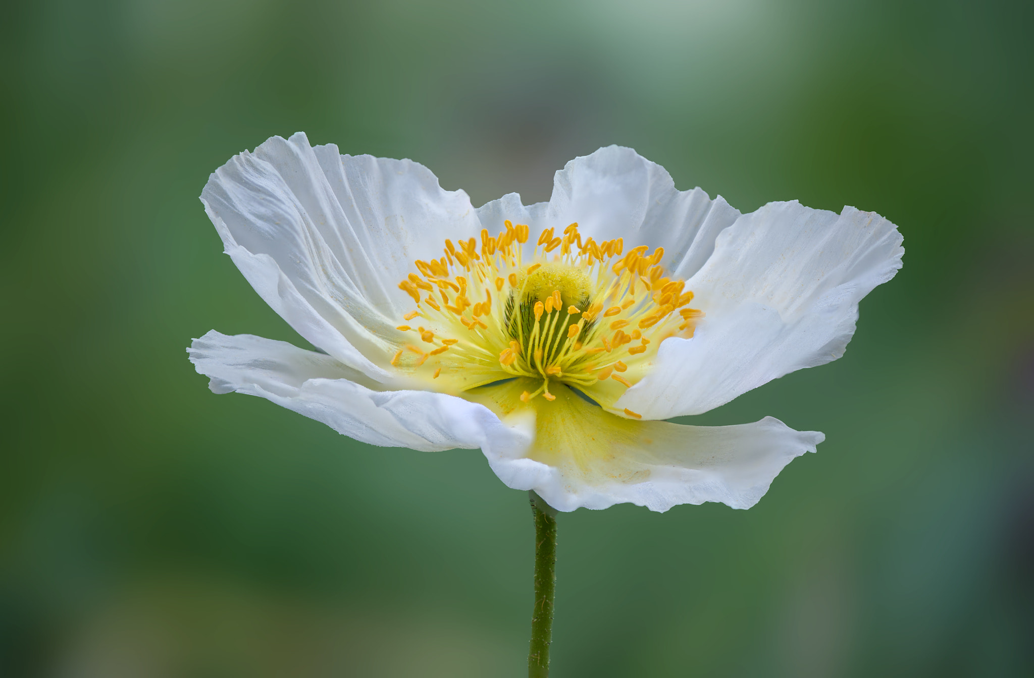 Nikon AF-S Micro-Nikkor 105mm F2.8G IF-ED VR sample photo. Yellow & white photography