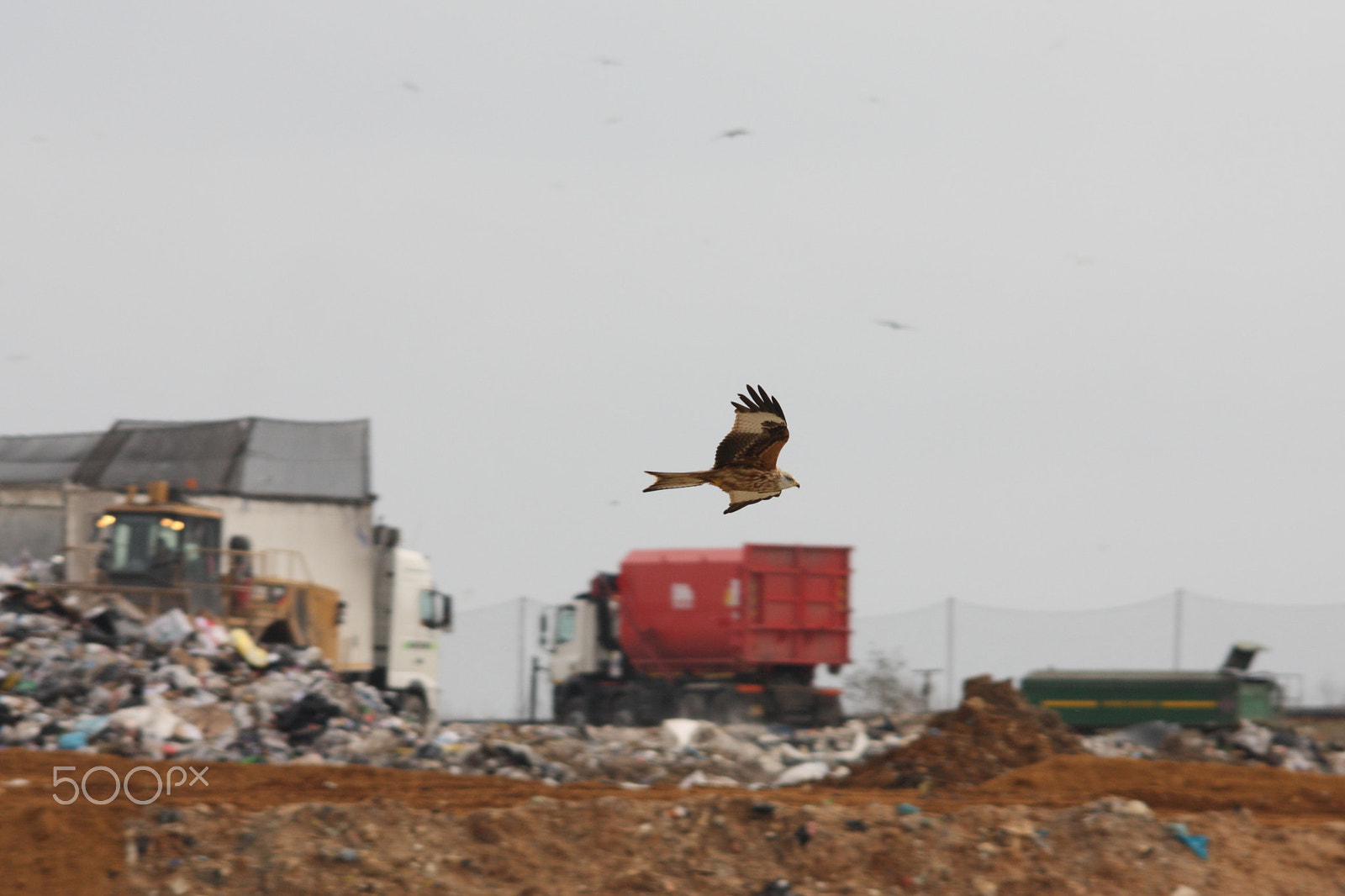 Sigma 150-500mm F5-6.3 DG OS HSM sample photo. Landfill kite photography