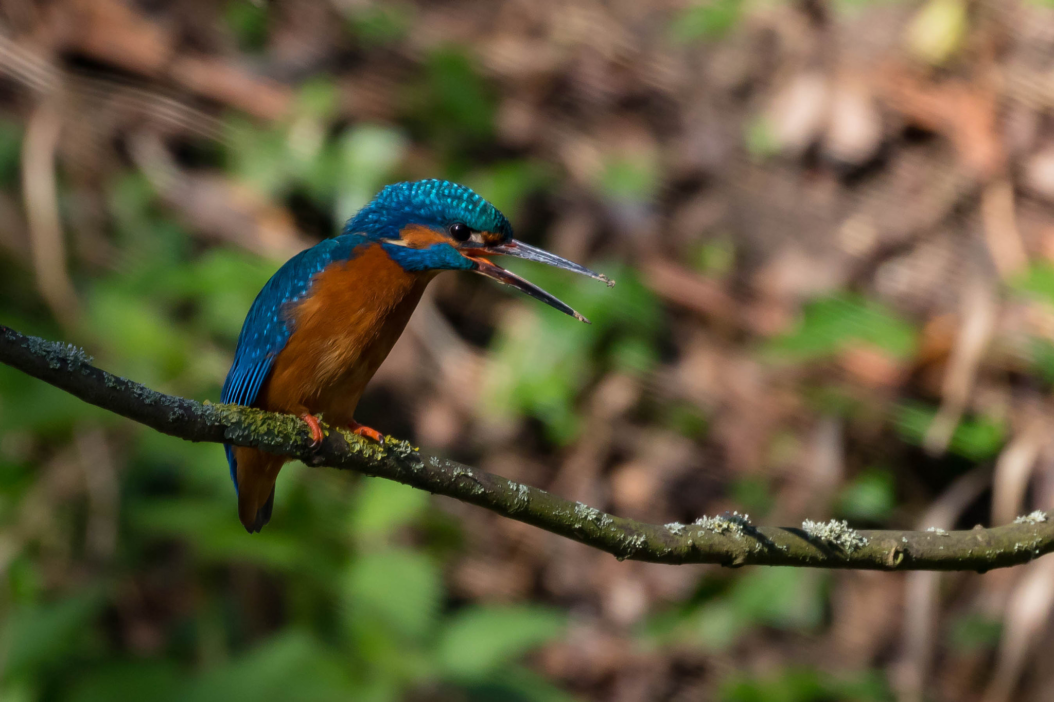 Canon EOS 760D (EOS Rebel T6s / EOS 8000D) + Canon EF 100-400mm F4.5-5.6L IS II USM sample photo. Kingfisher defends her territory photography