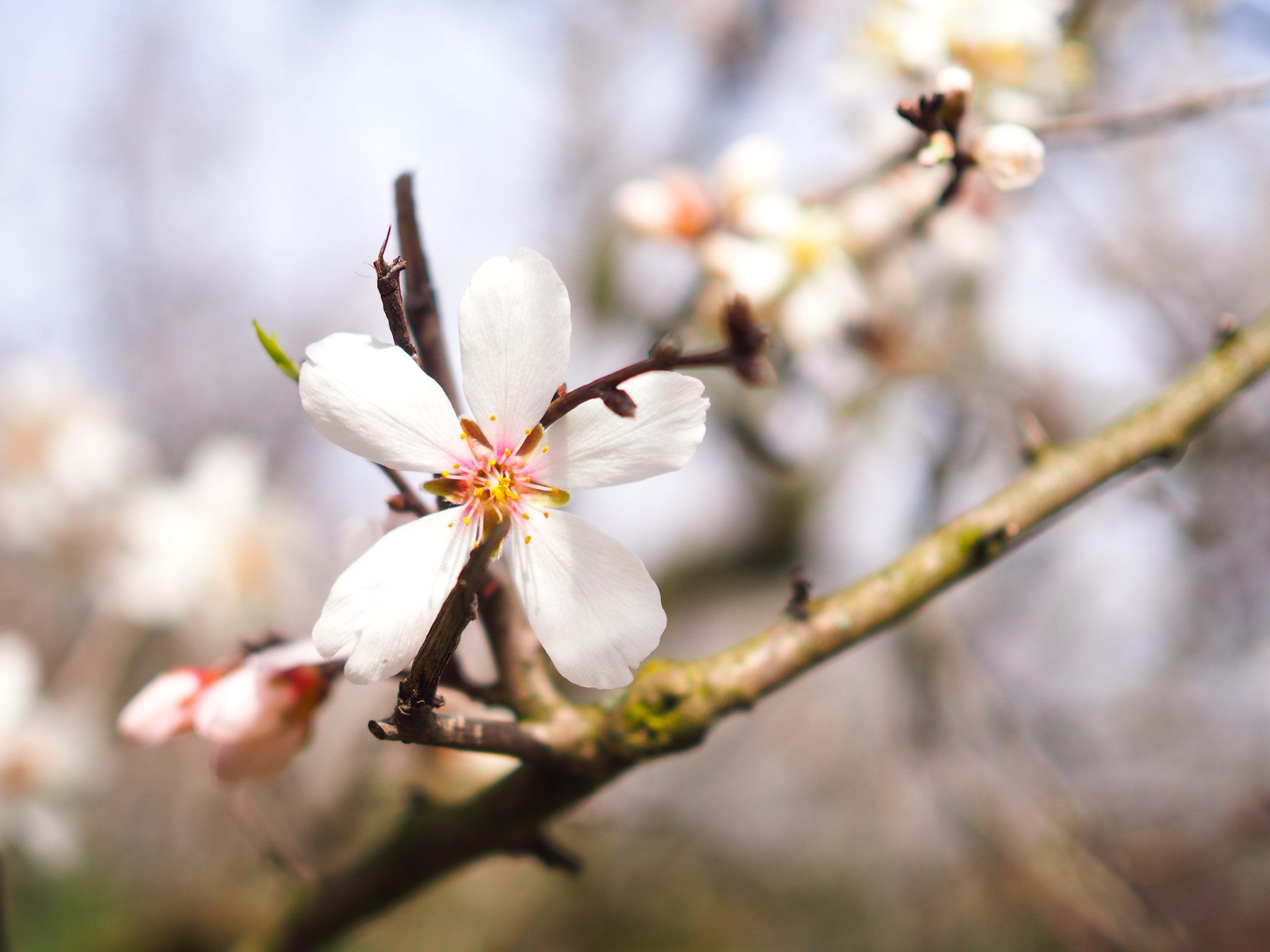 Olympus OM-D E-M10 sample photo. Springtime photography