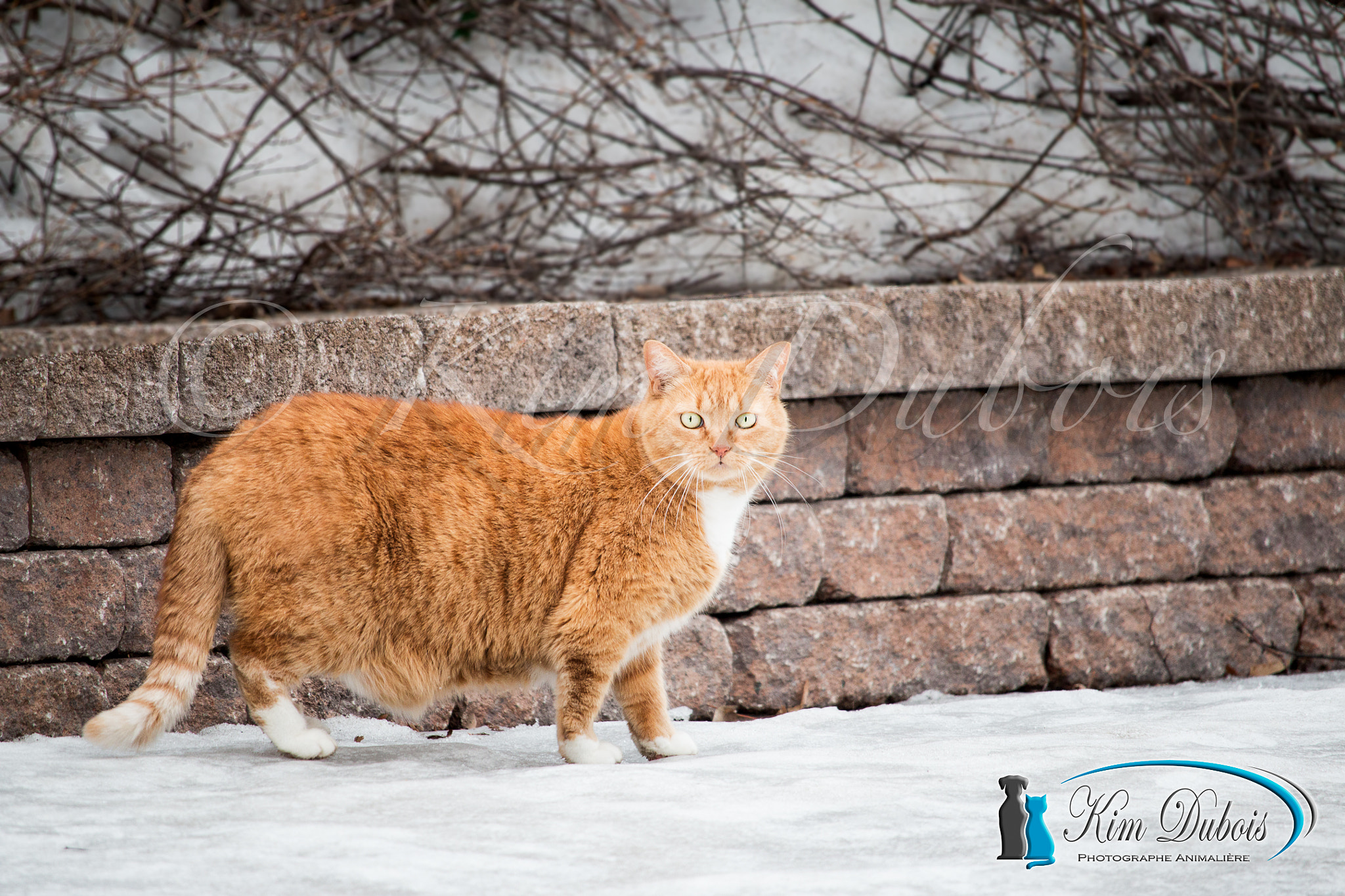 Canon EOS 70D + Canon EF-S 55-250mm F4-5.6 IS STM sample photo. I find garfield photography