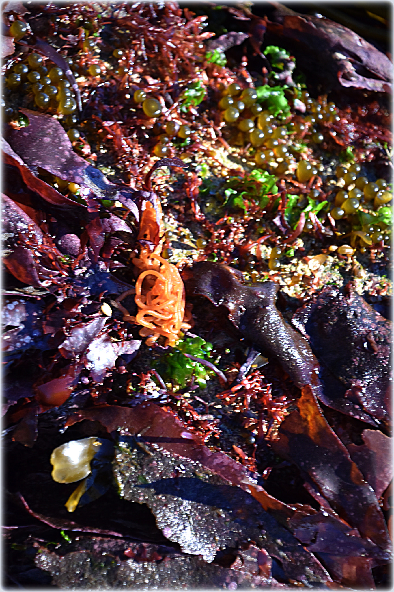 Nikon D7200 sample photo. "atlantic mixed salat" photography