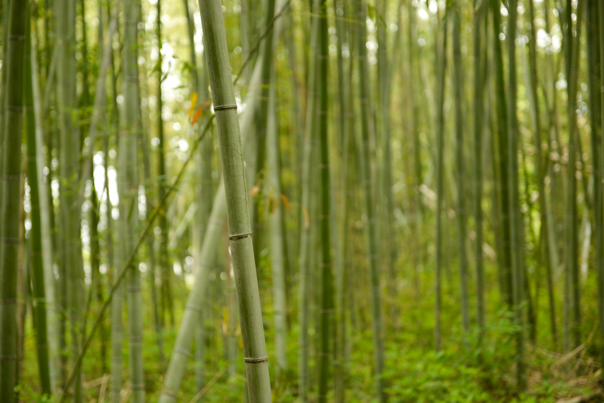 Nikon AF-S Nikkor 24-70mm F2.8G ED sample photo. Lines photography