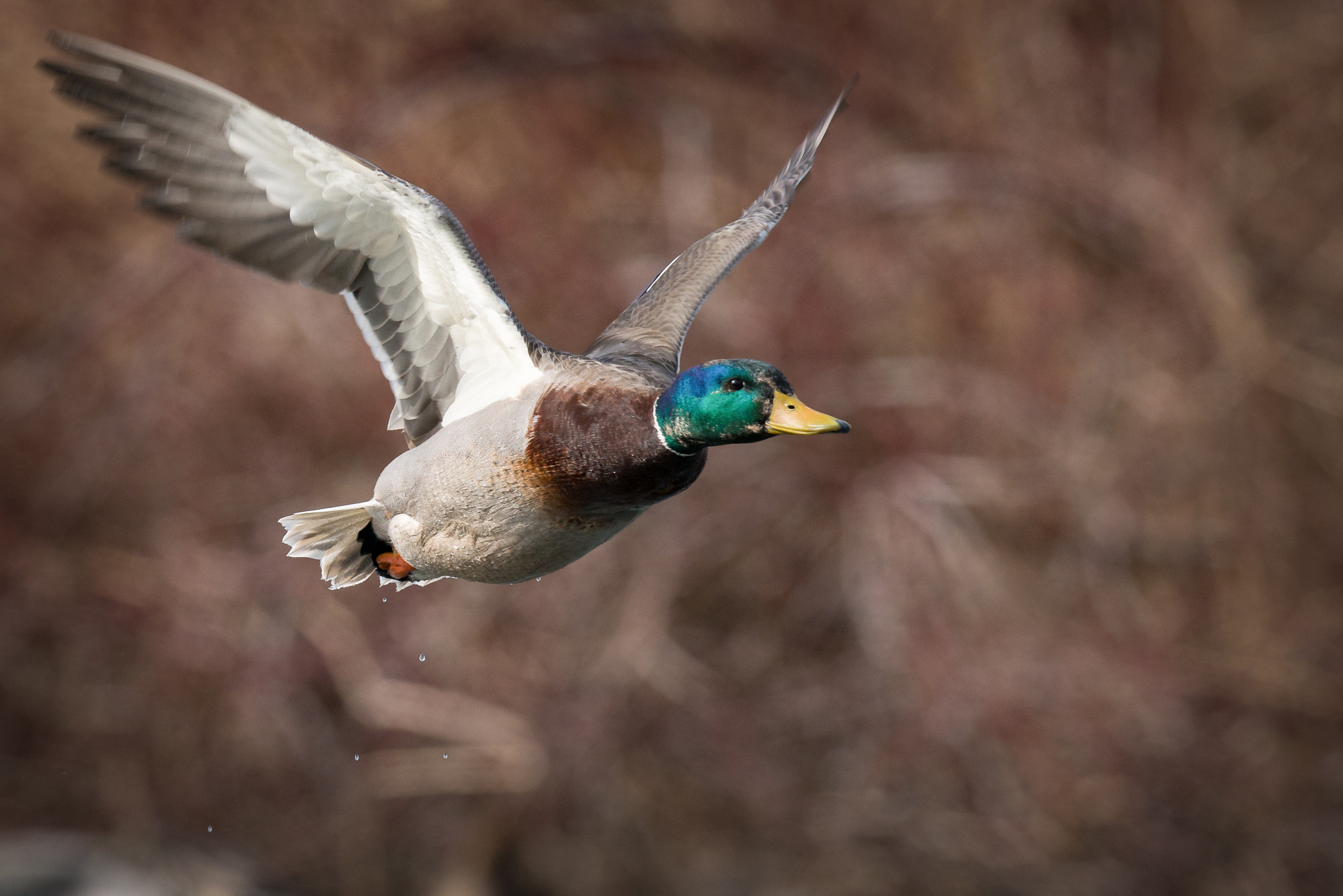 Nikon D800 + Nikon AF-S Nikkor 500mm F4G ED VR sample photo. Mallard drake photography